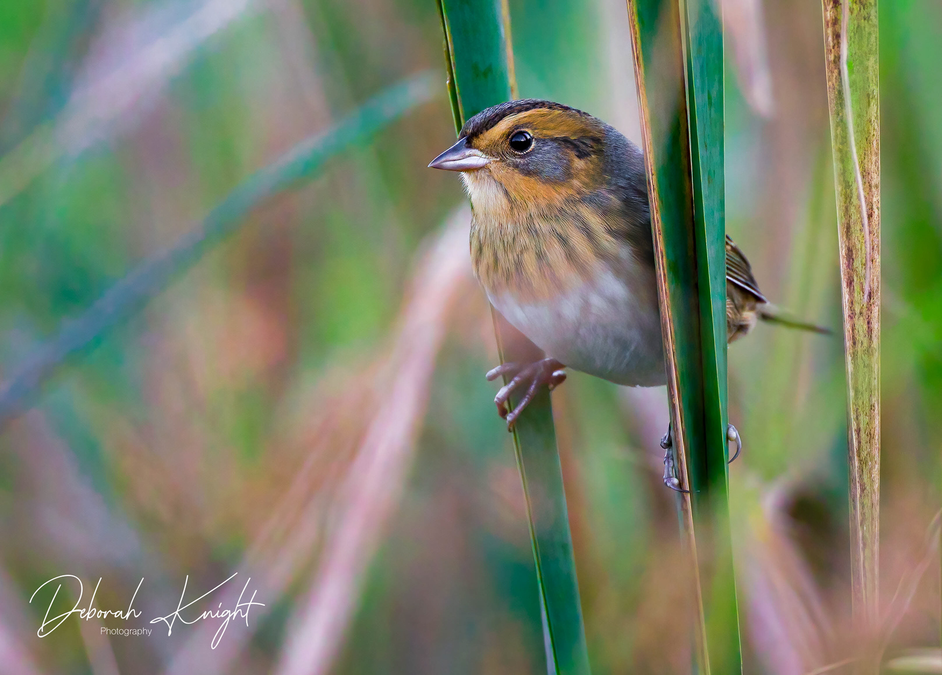 Nelson's Sparrow