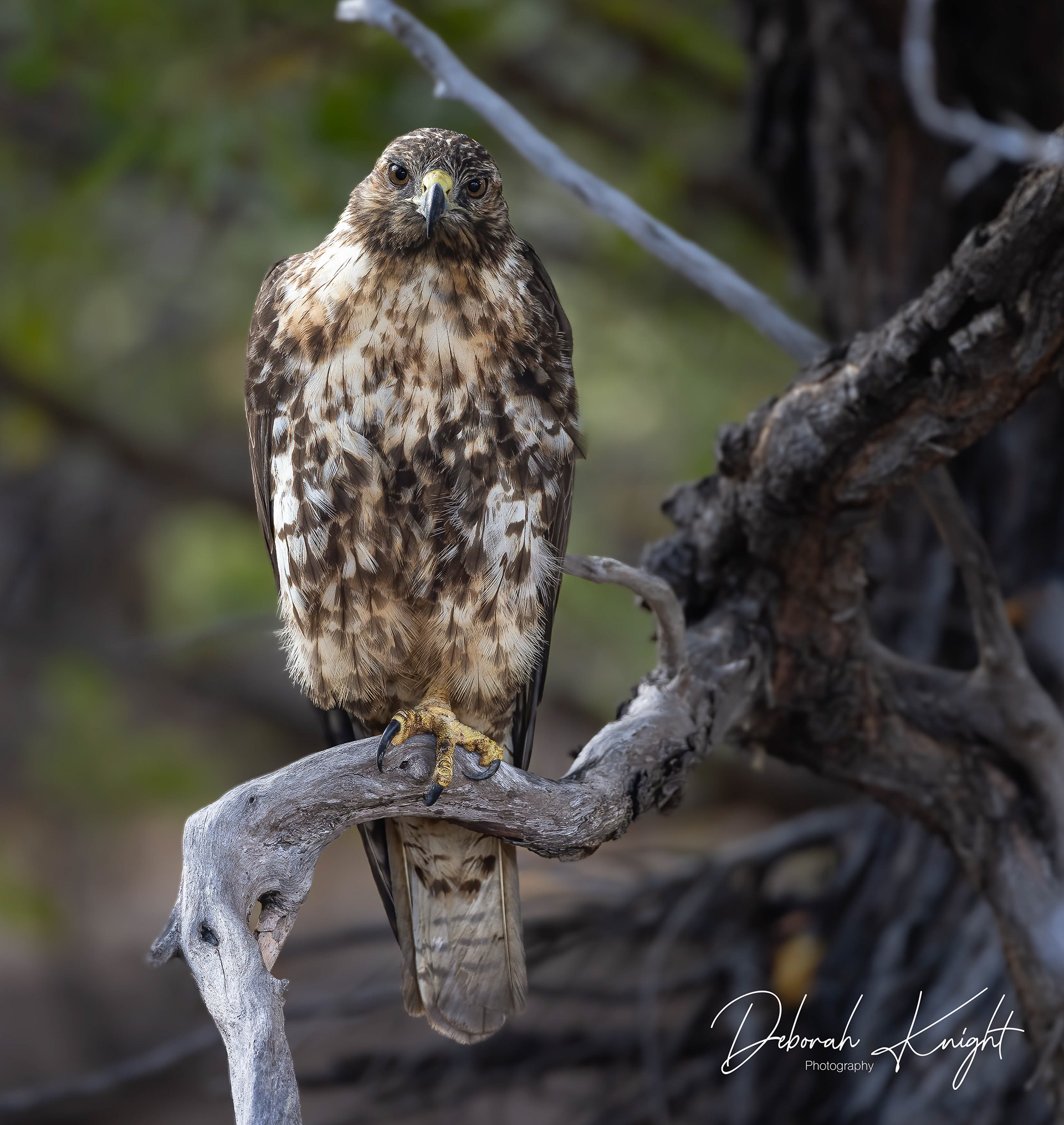 Galapagos Hawk