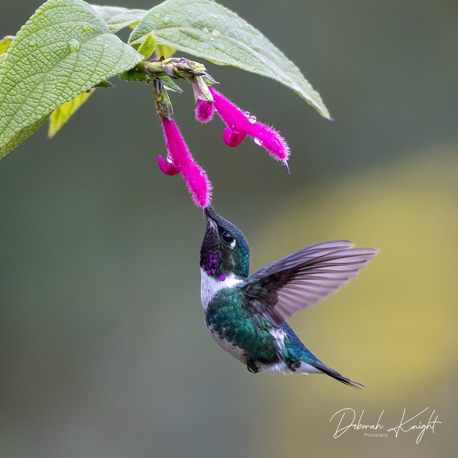 White-bellied Woodstar