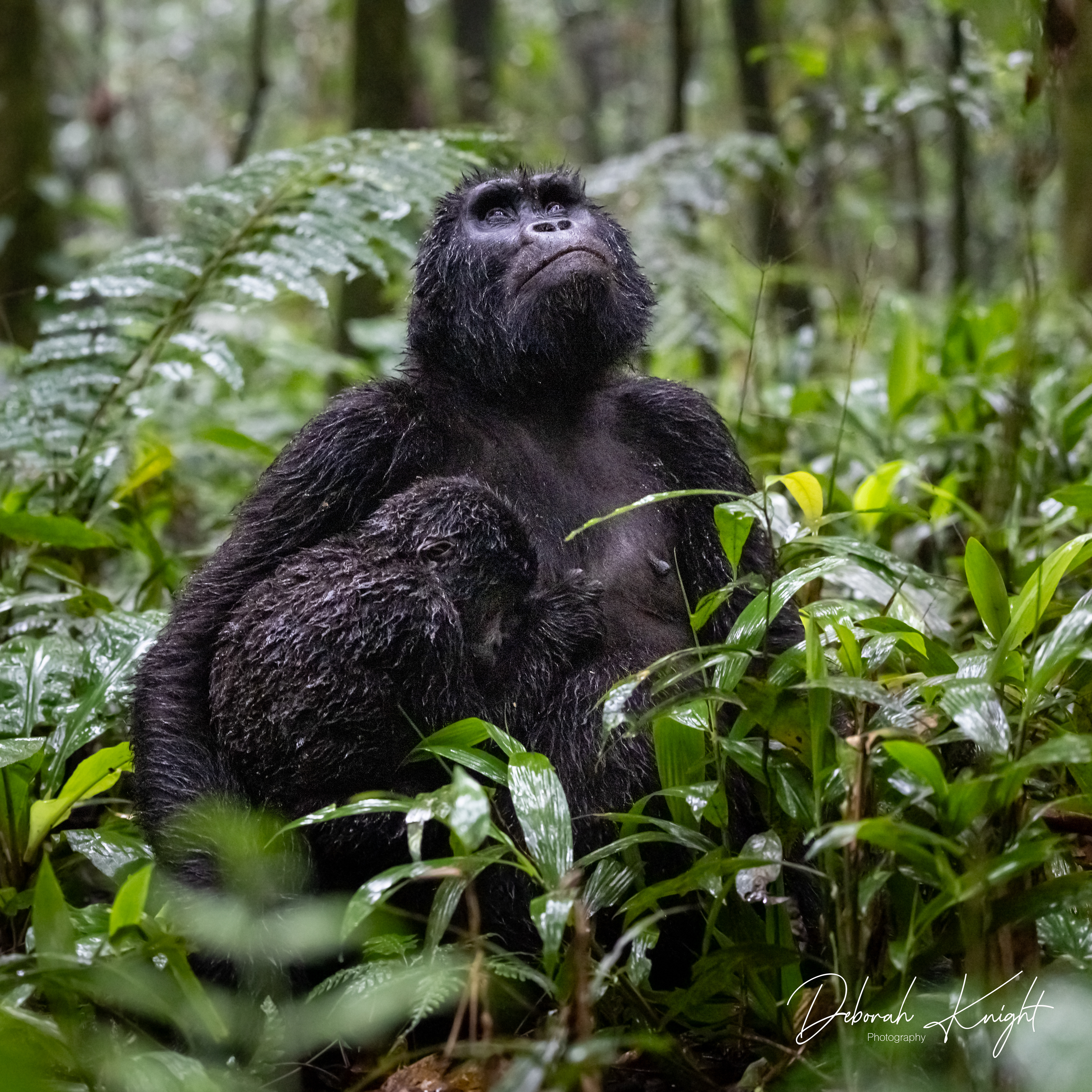Mountain Gorilla