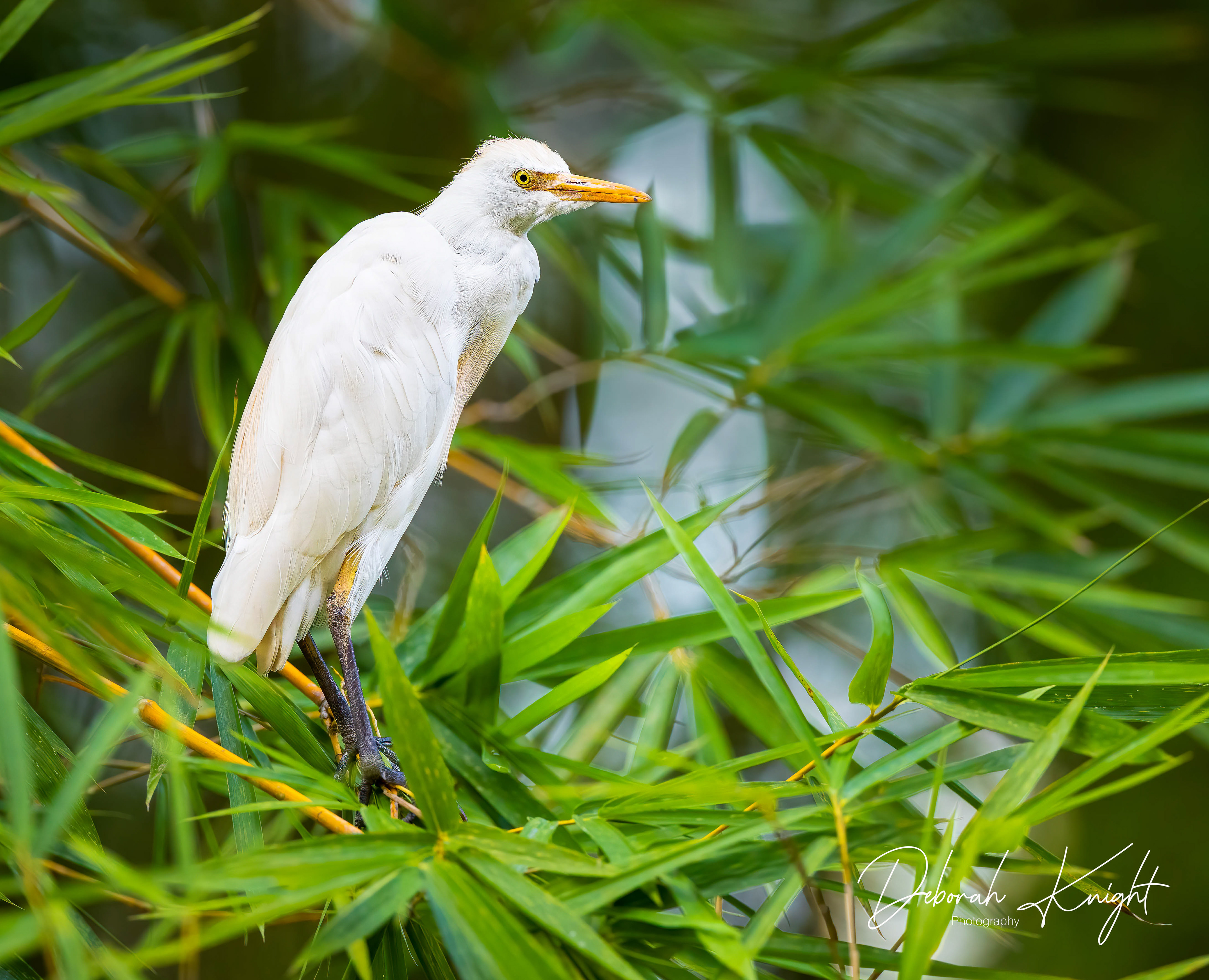 Cattle Egret