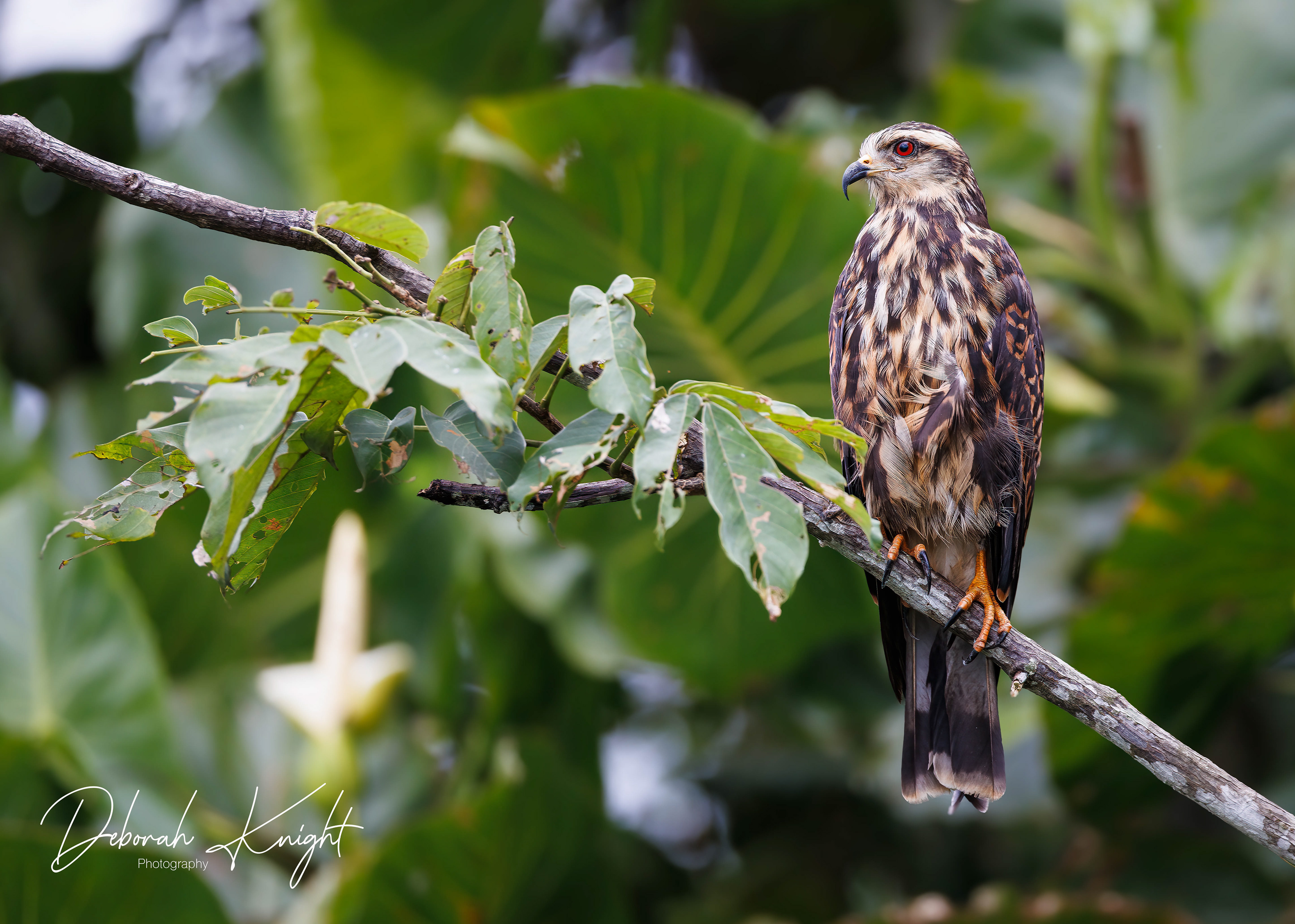 Snail Kite