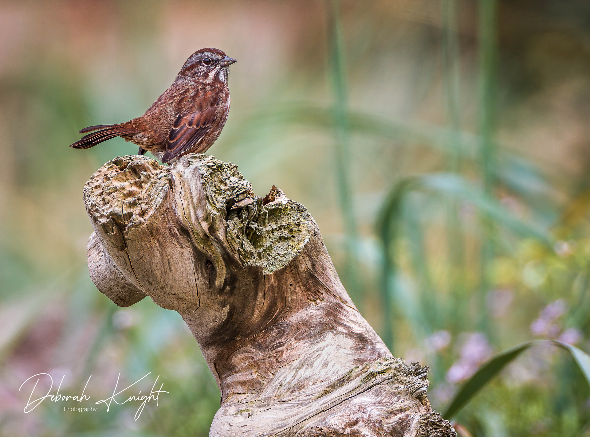 Song Sparrow