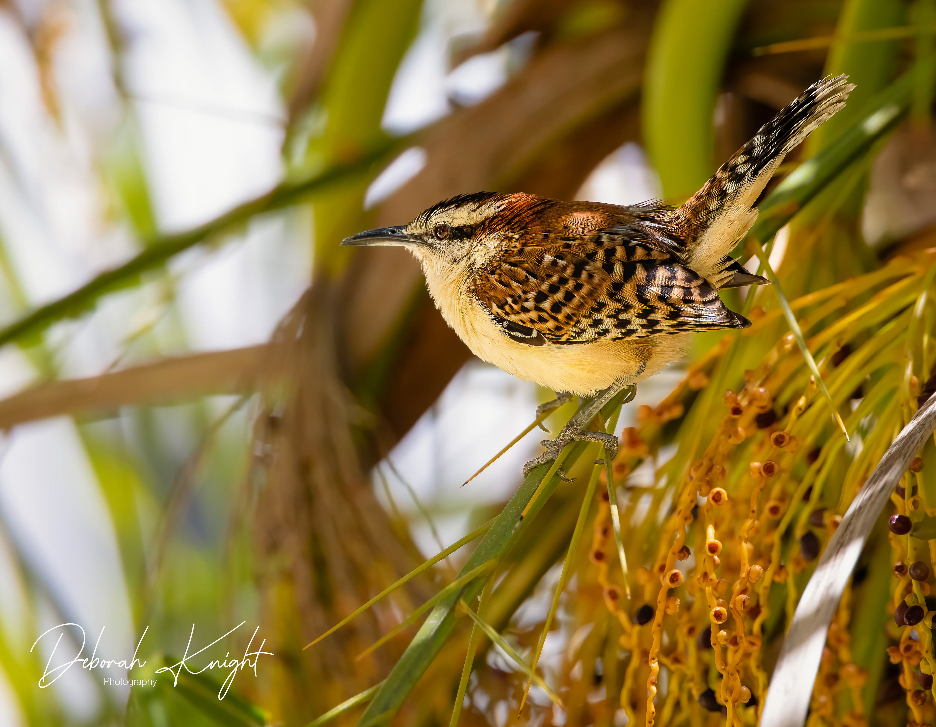 Rufous-Naped Wren