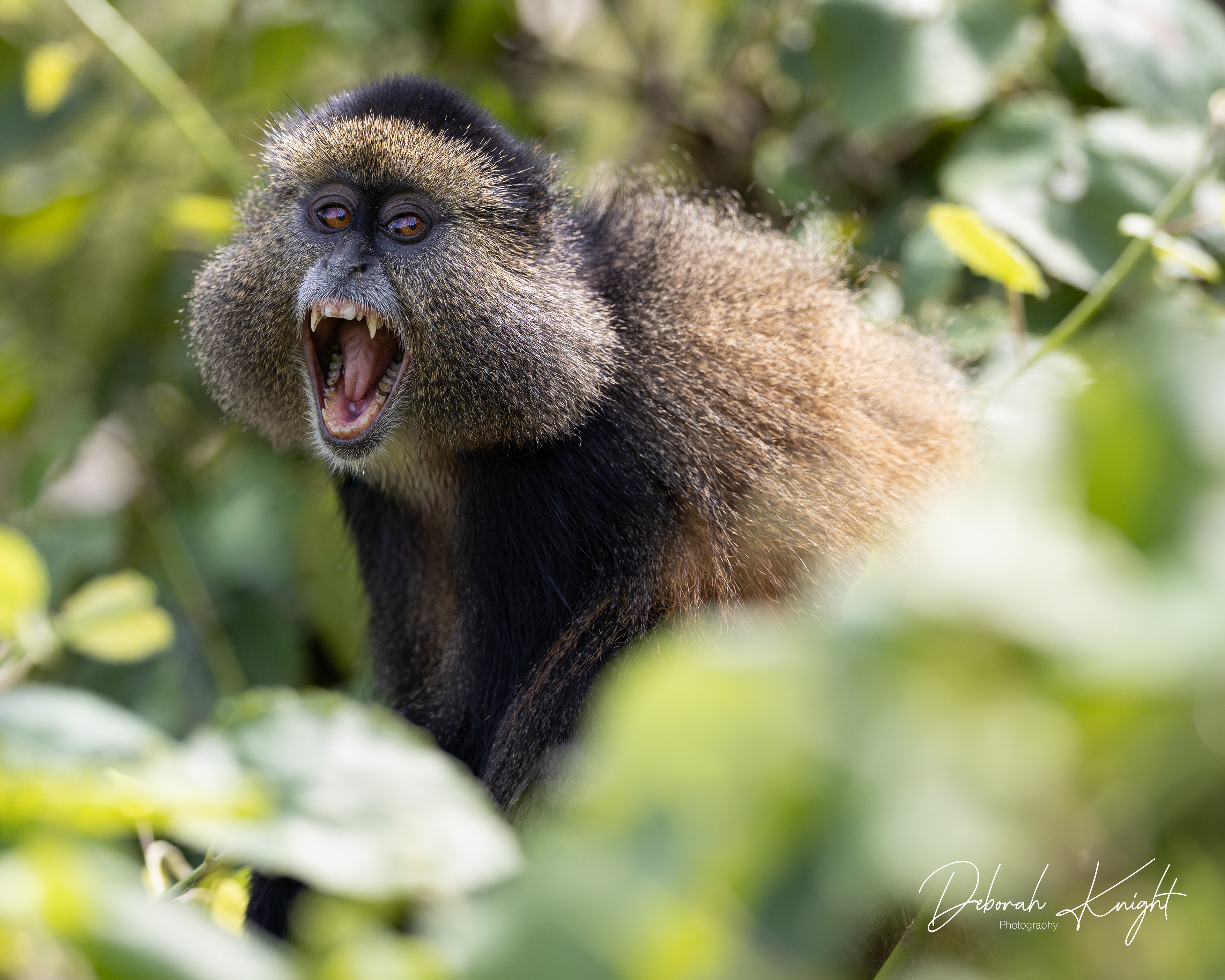 Golden Monkey