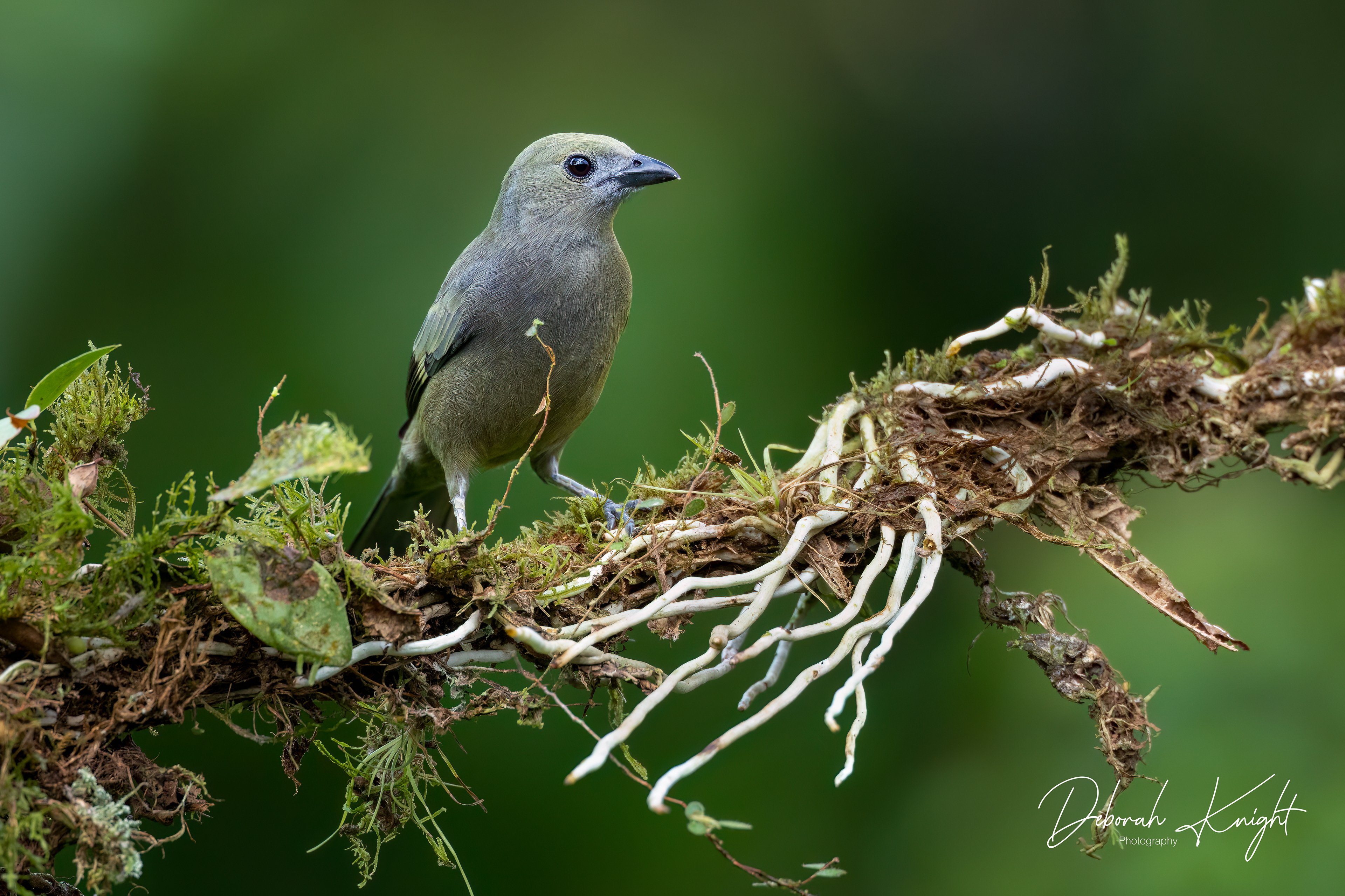 Palm Tanager