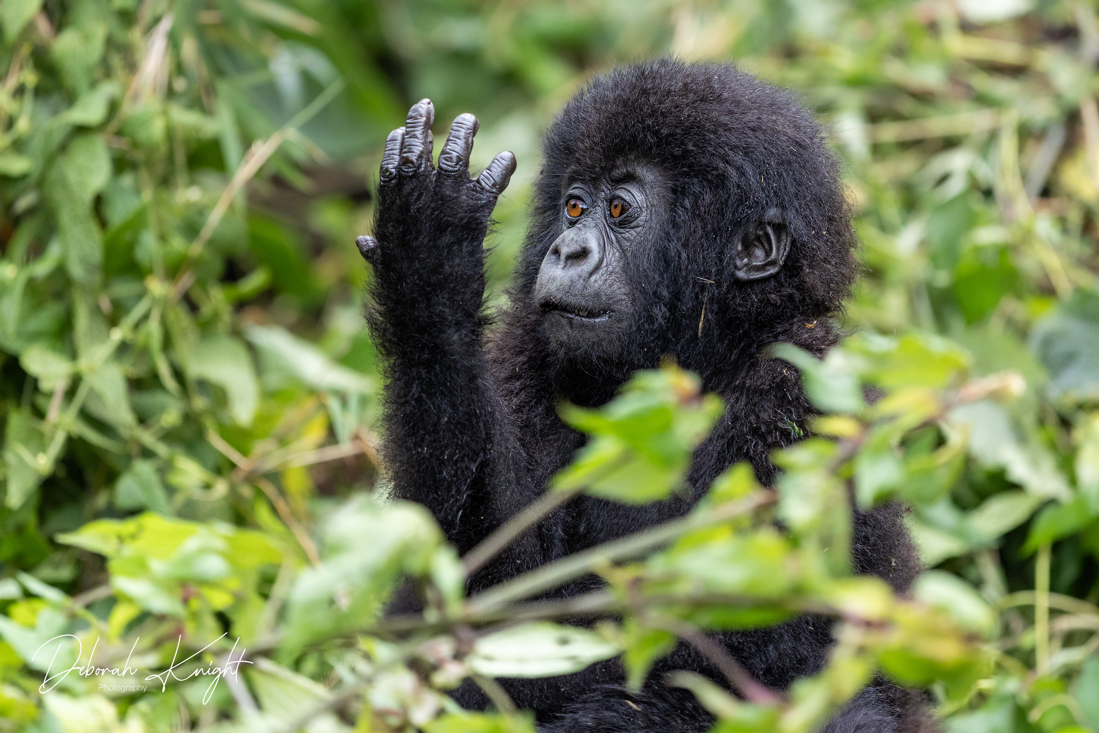 Baby Mountain Gorilla