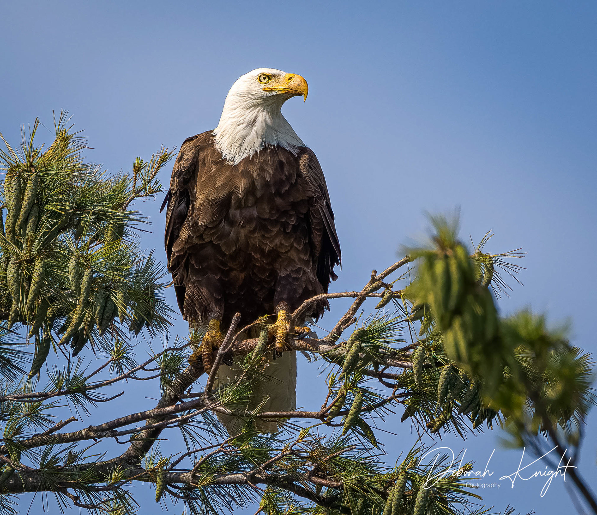 Bald Eagle