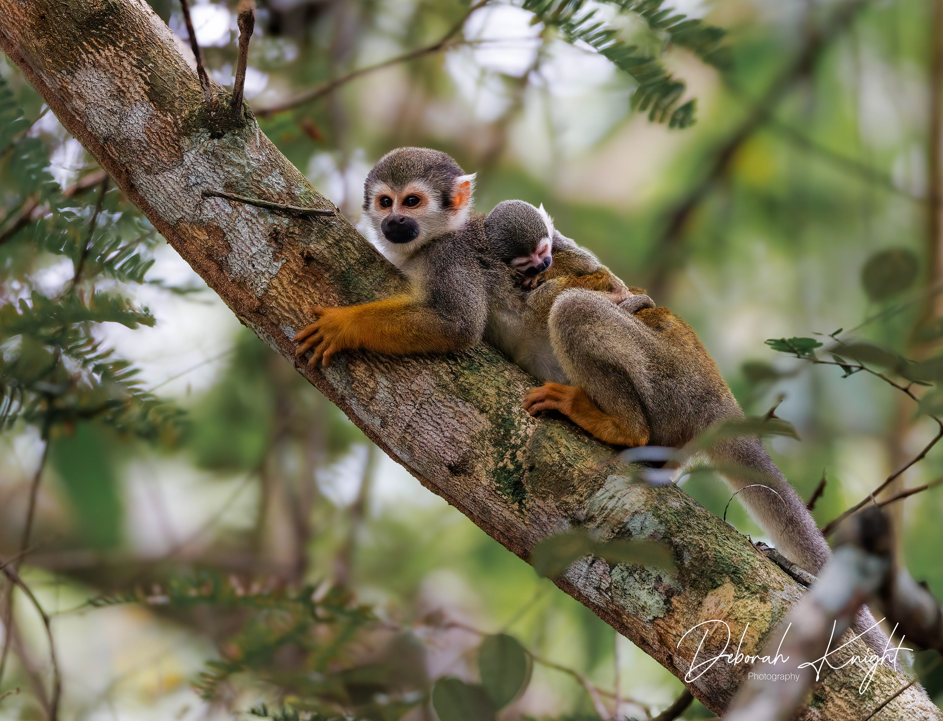 Squirrel Monkey
