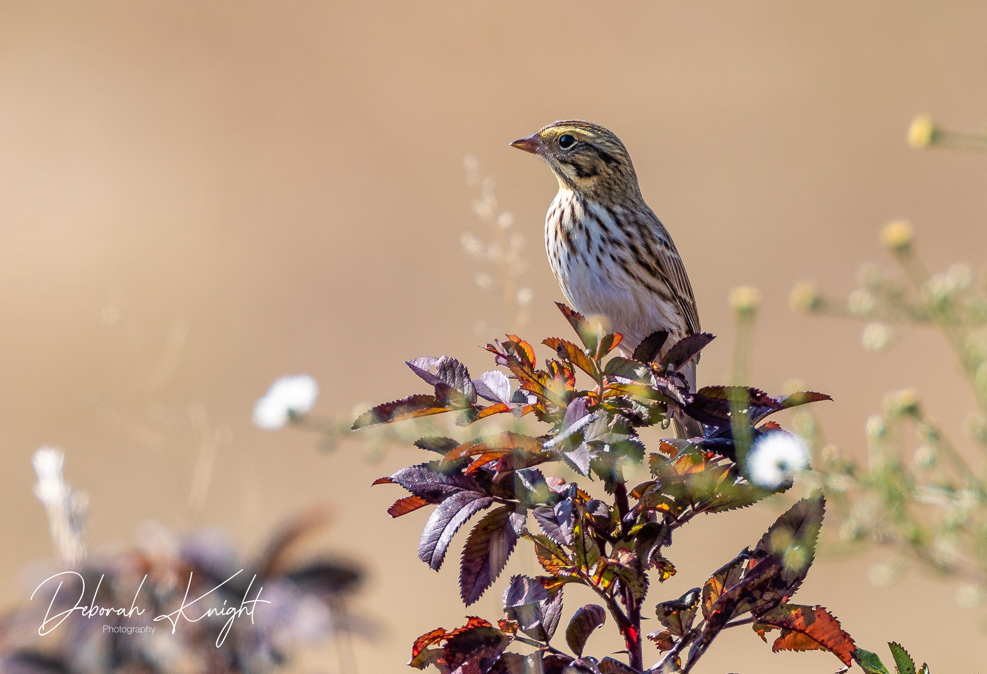 Savannah Sparrow