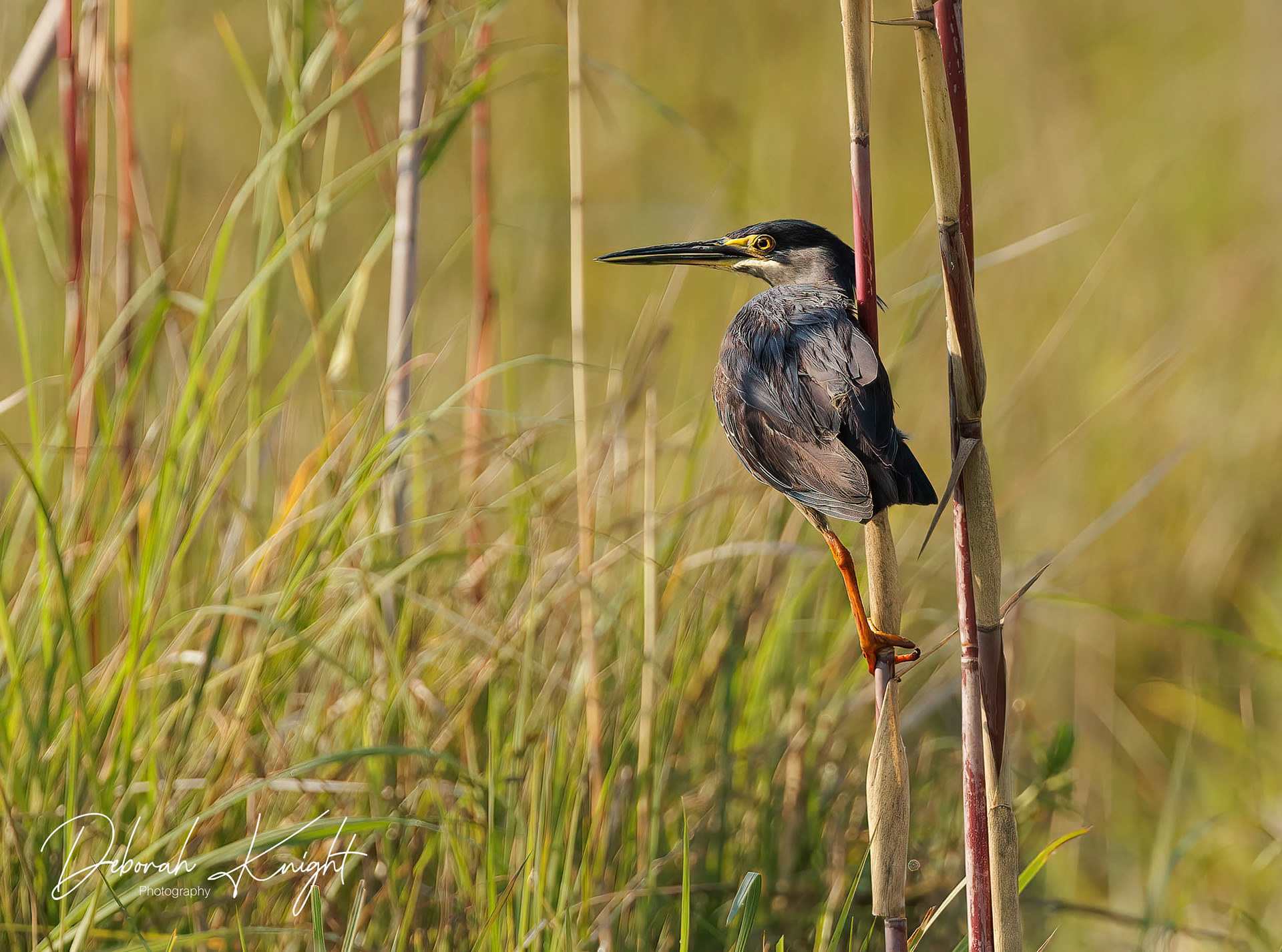 Striated Heron