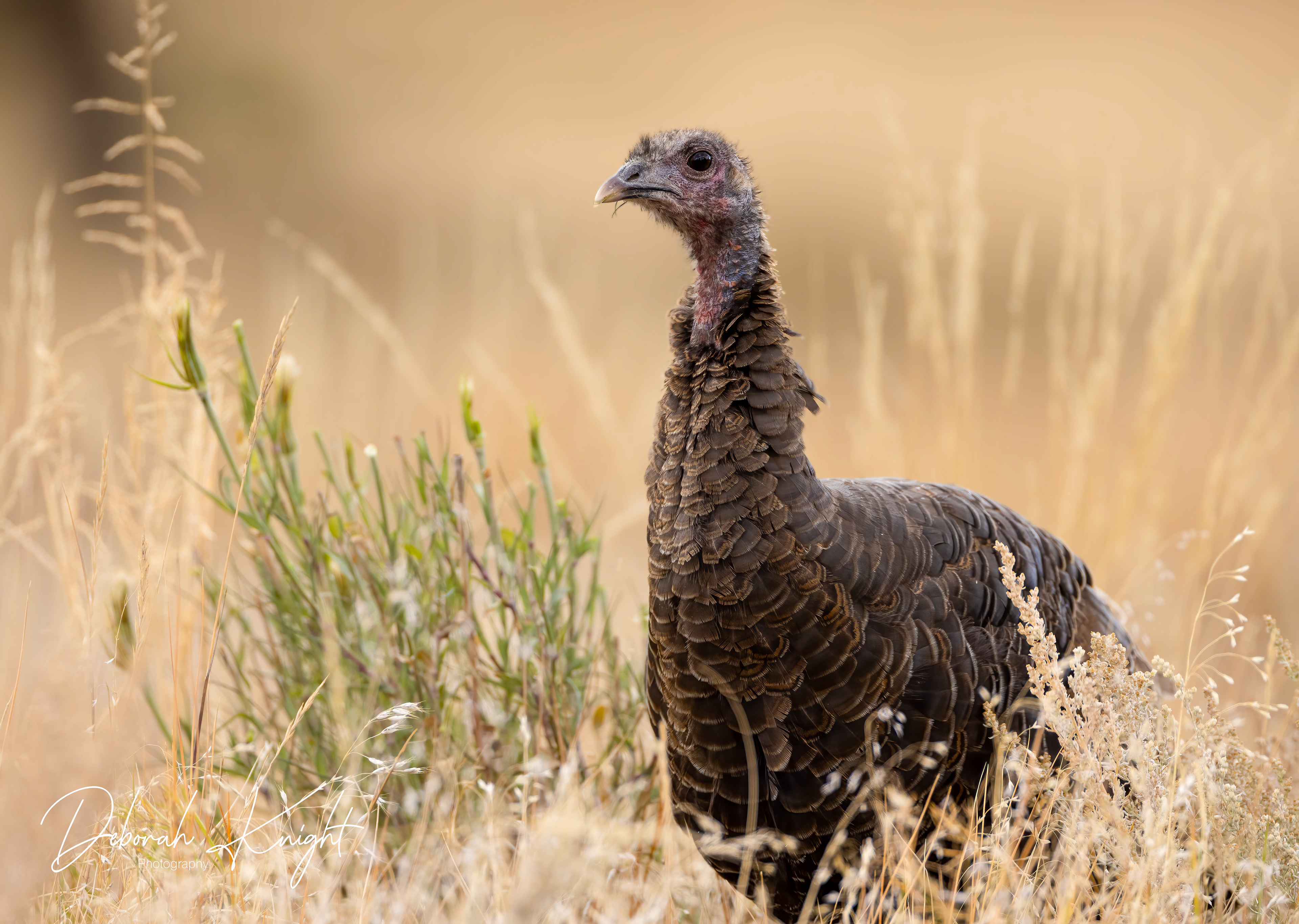 Wild Turkey