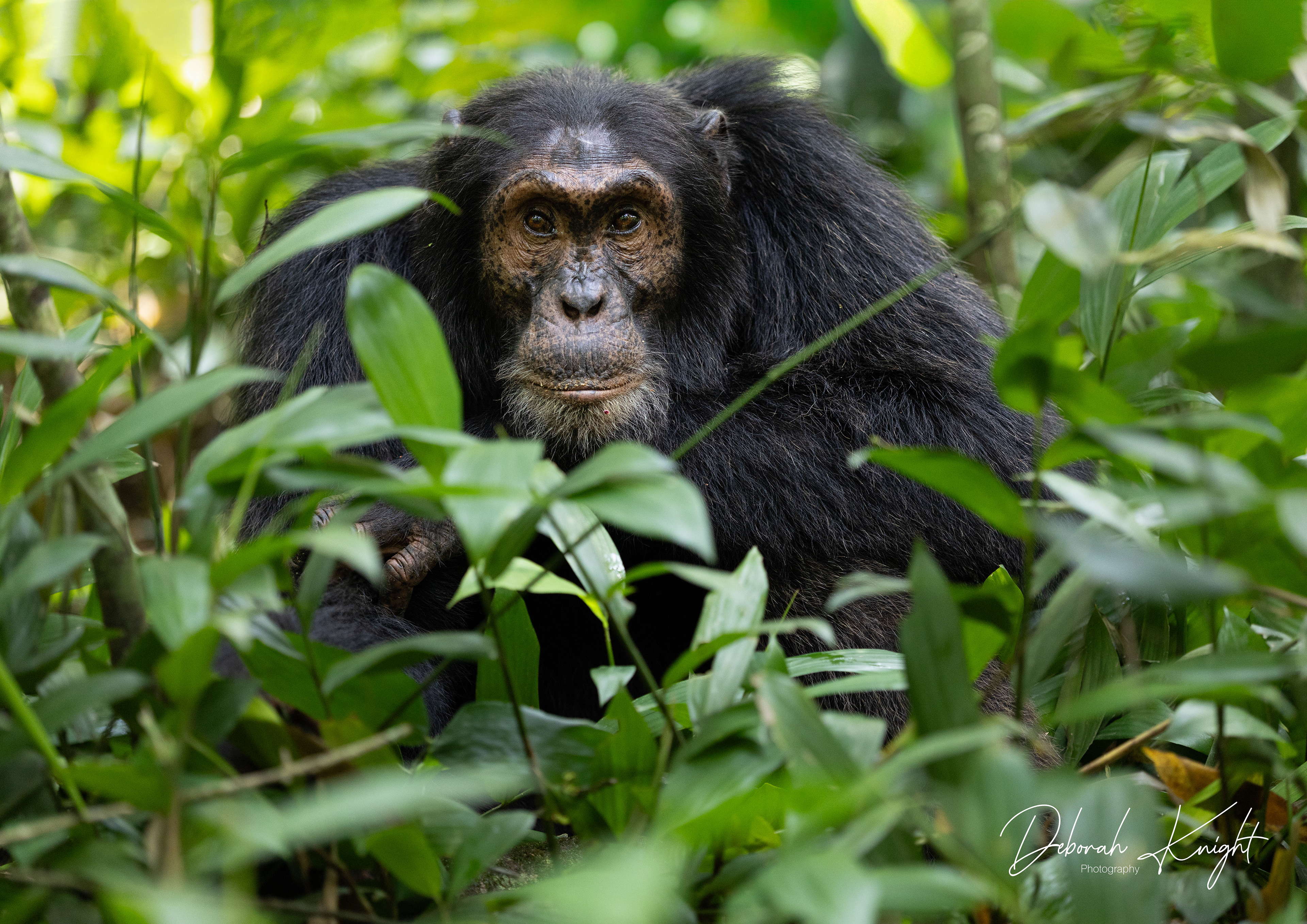 Chimpanzee