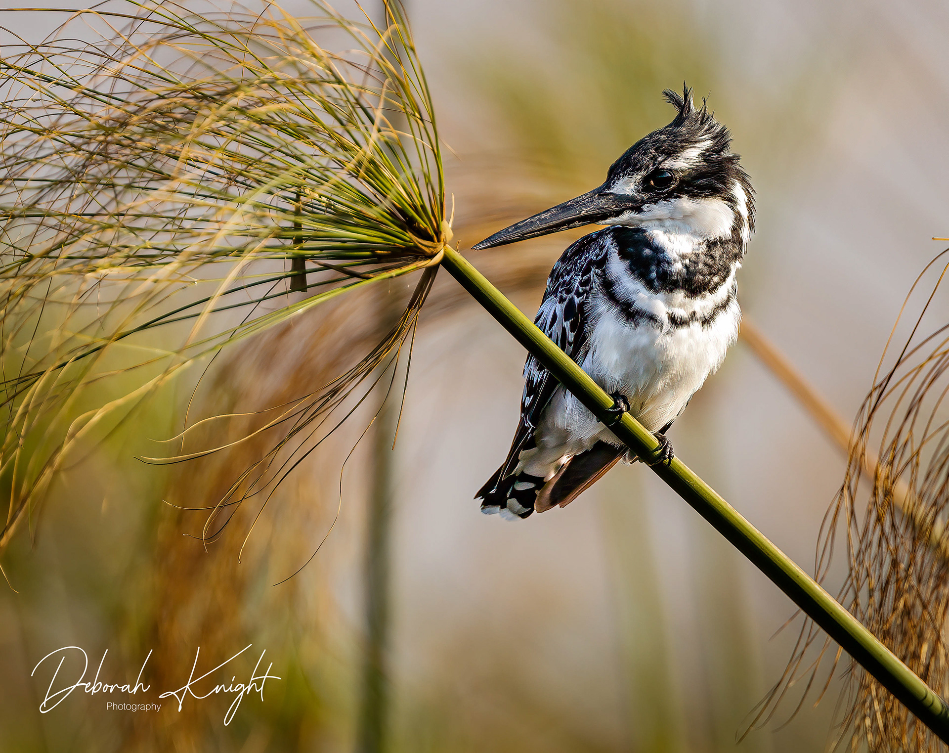 Pied Kingfisher