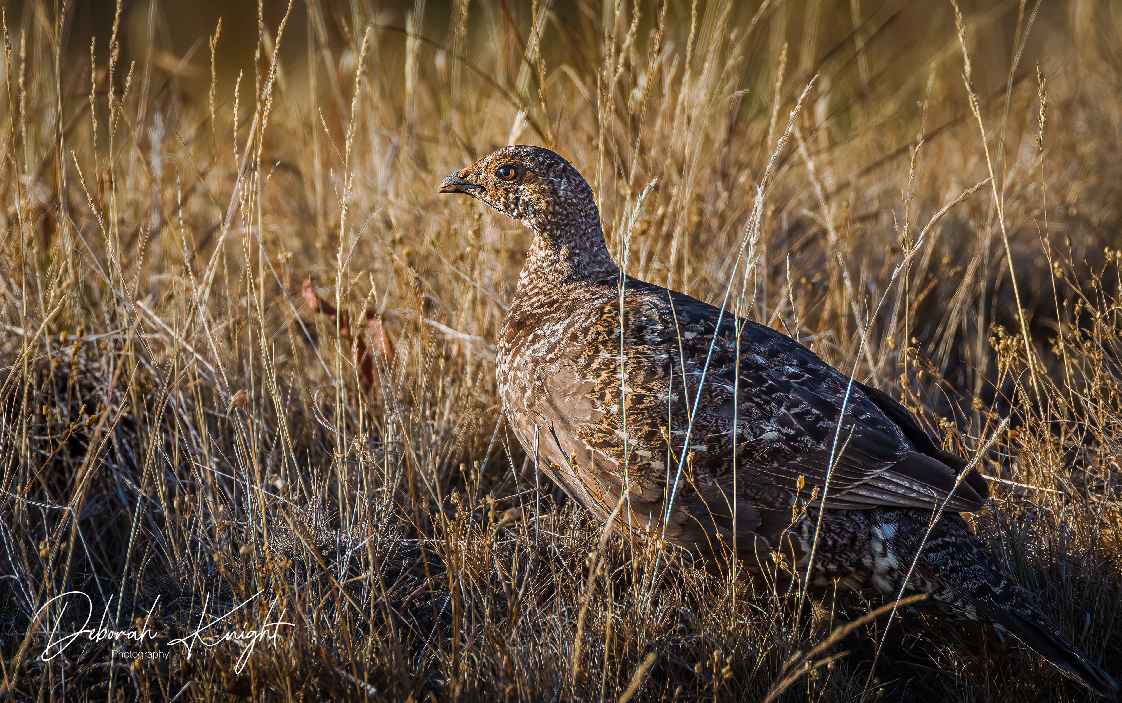 Sooty Grouse