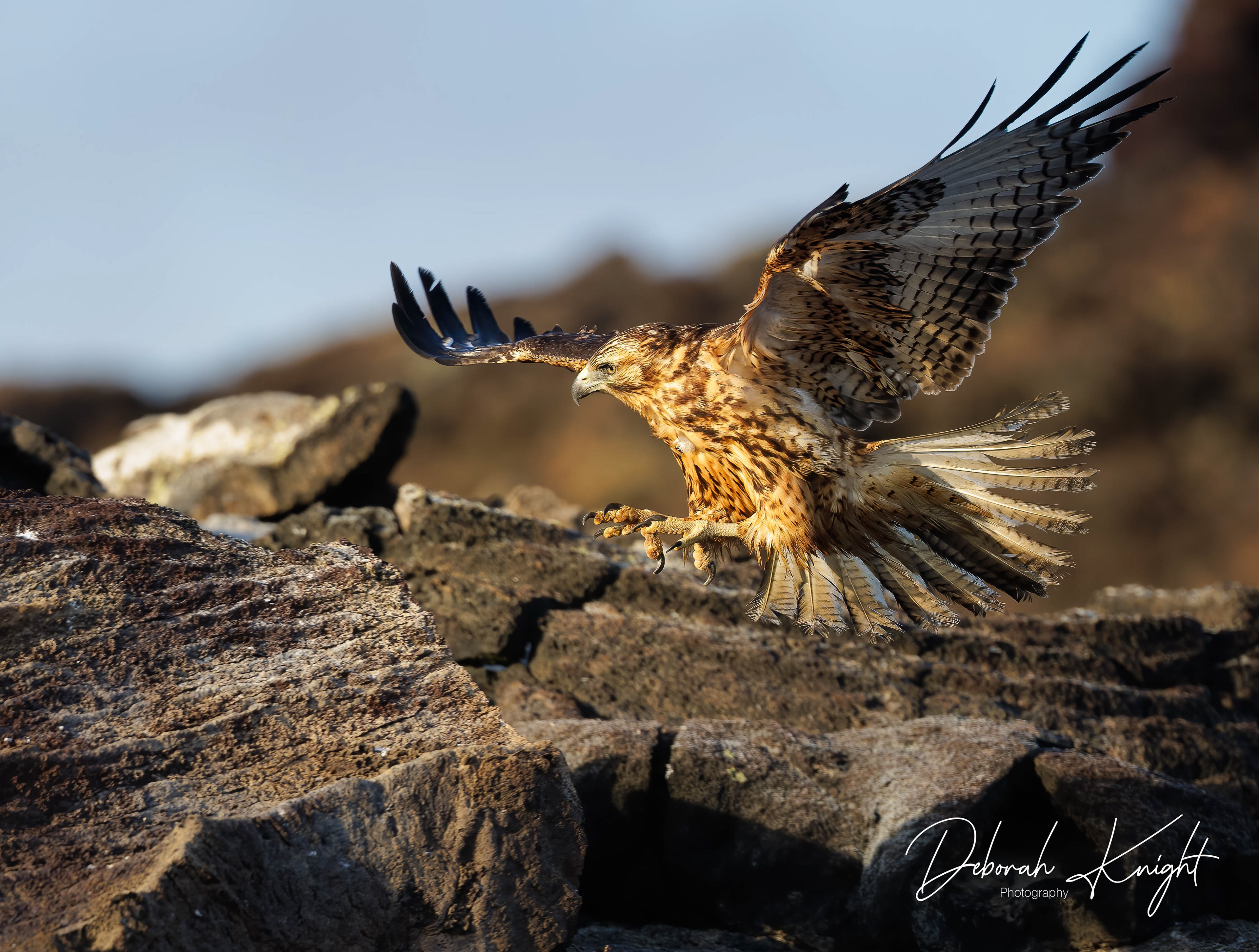 Galapagos Hawk