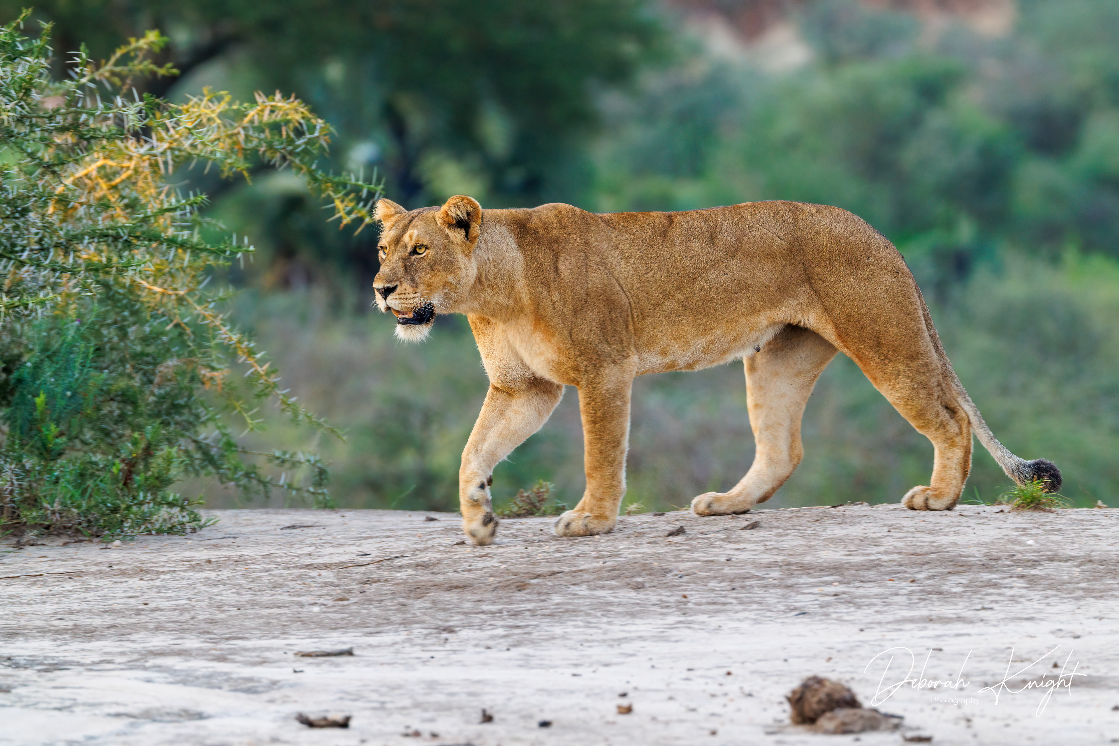 Lion
