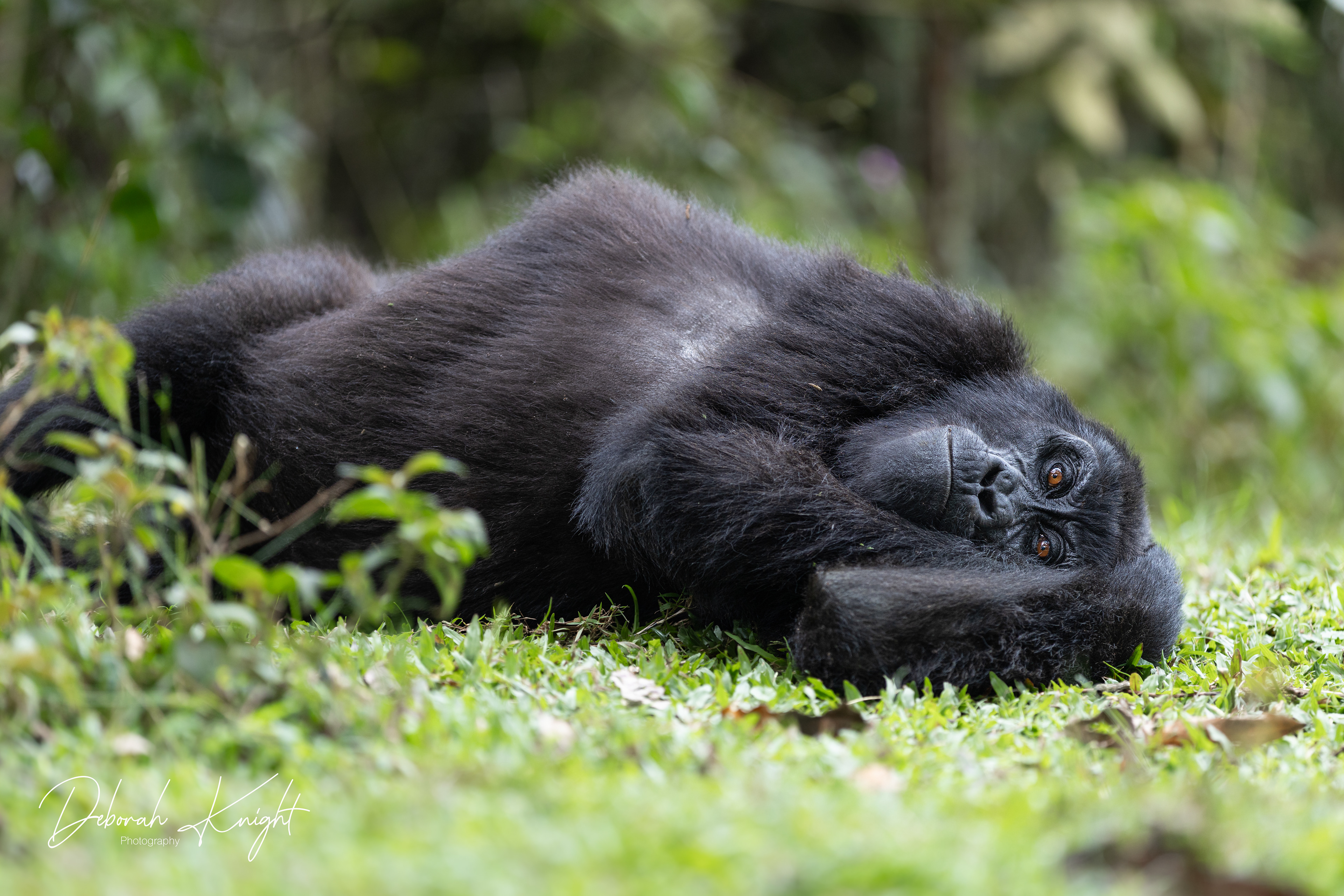 Mountain Gorilla