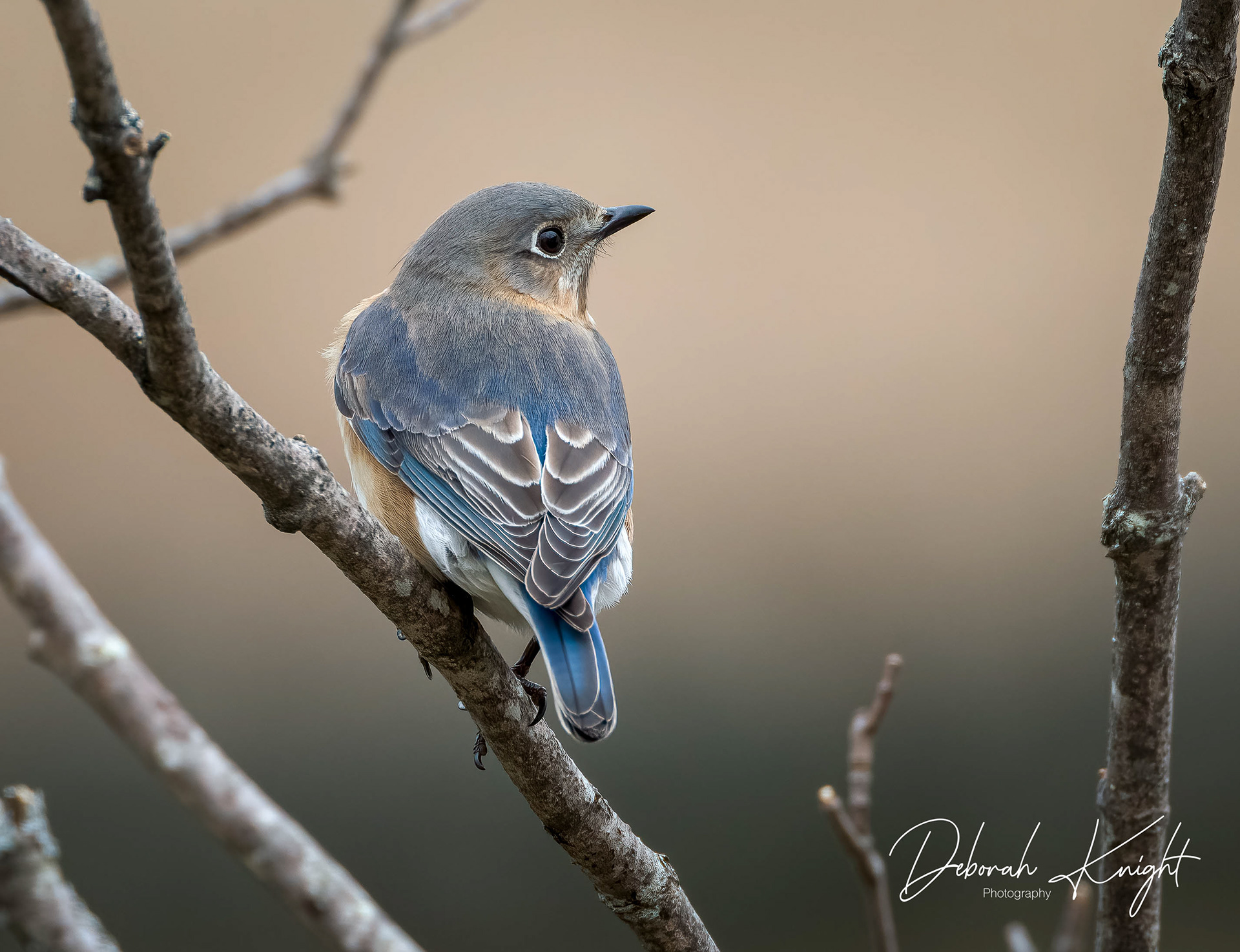 Eastern Bluebird