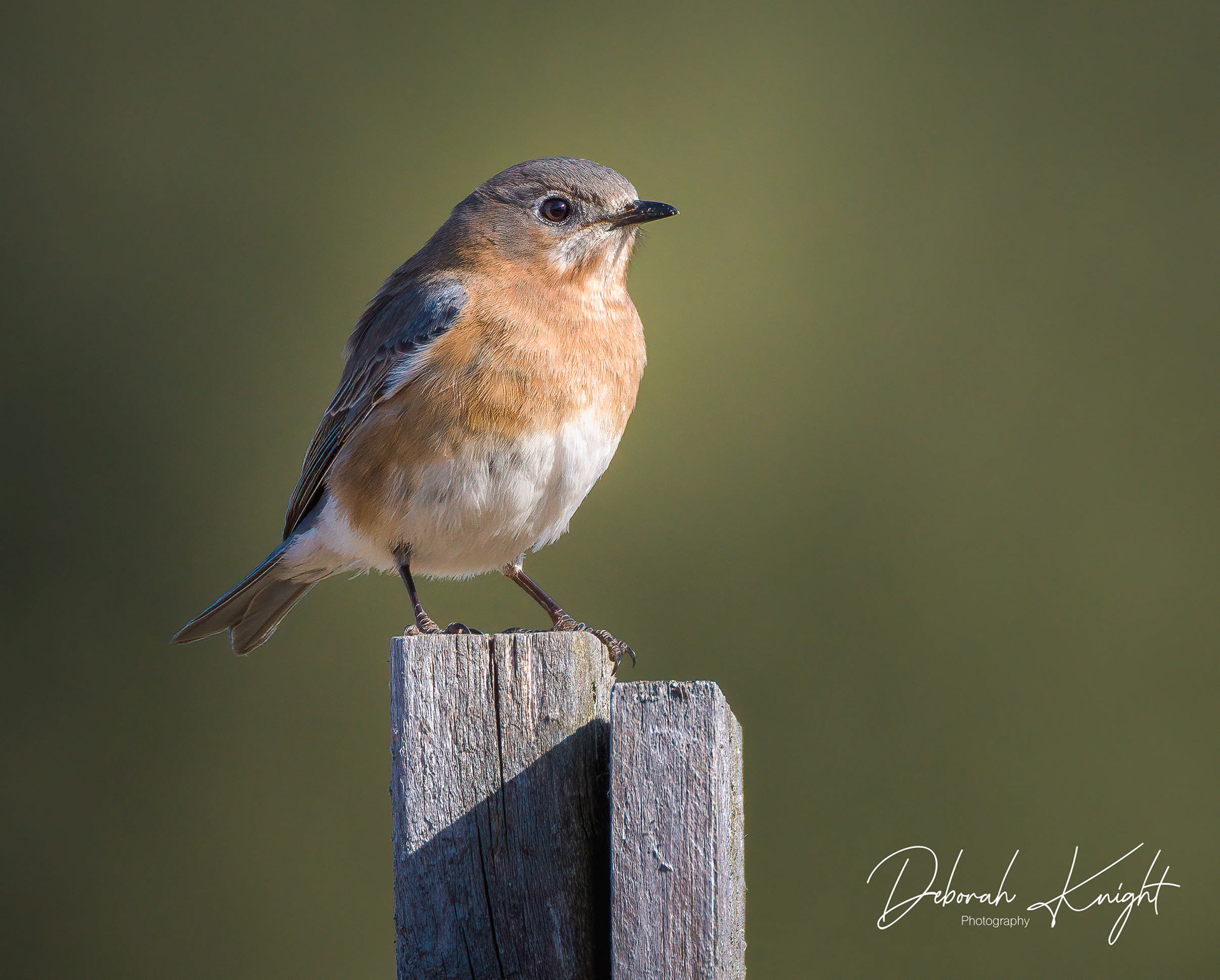 Eastern Bluebird