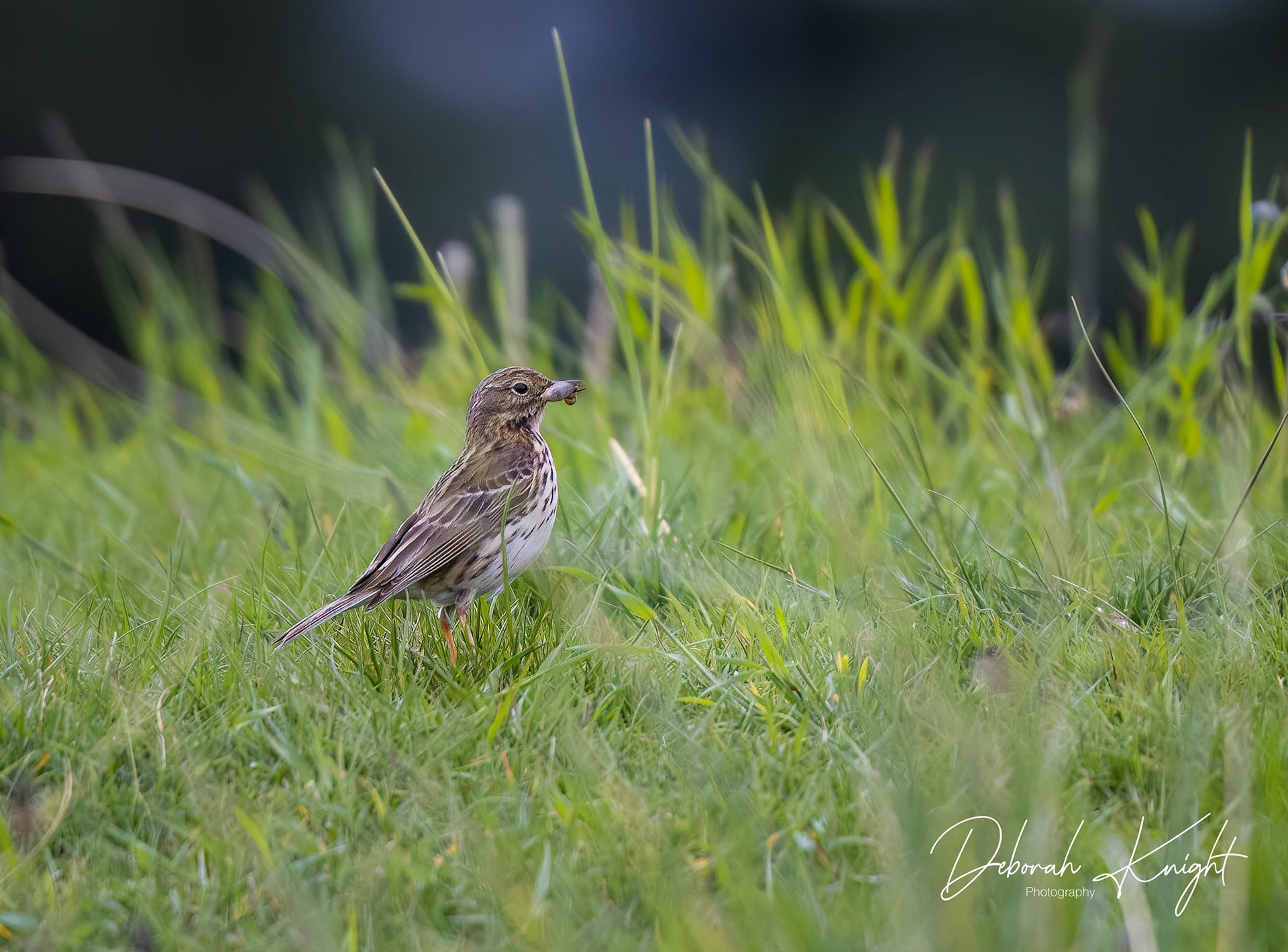 Meadow Pipit