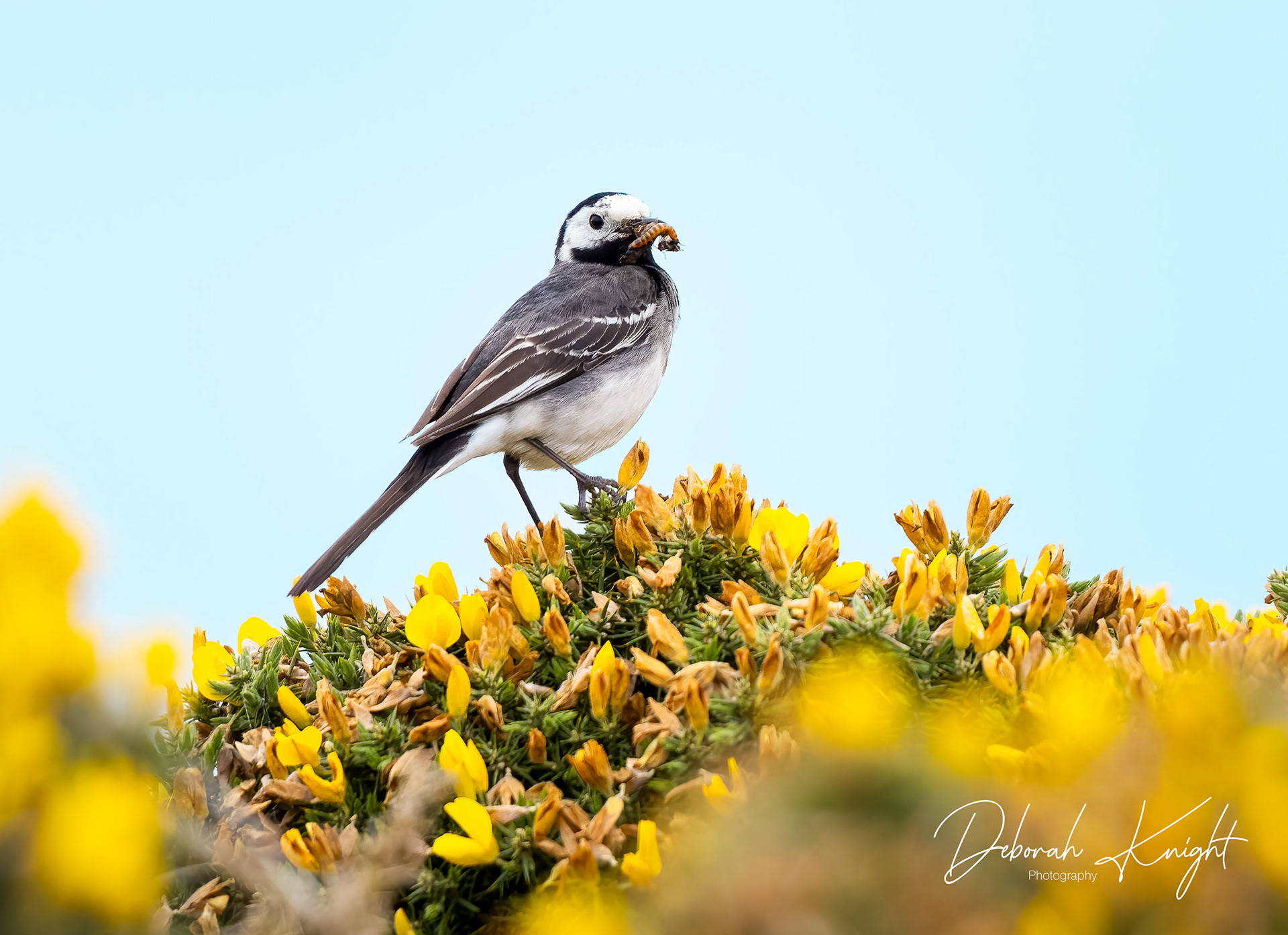 White Wagtail