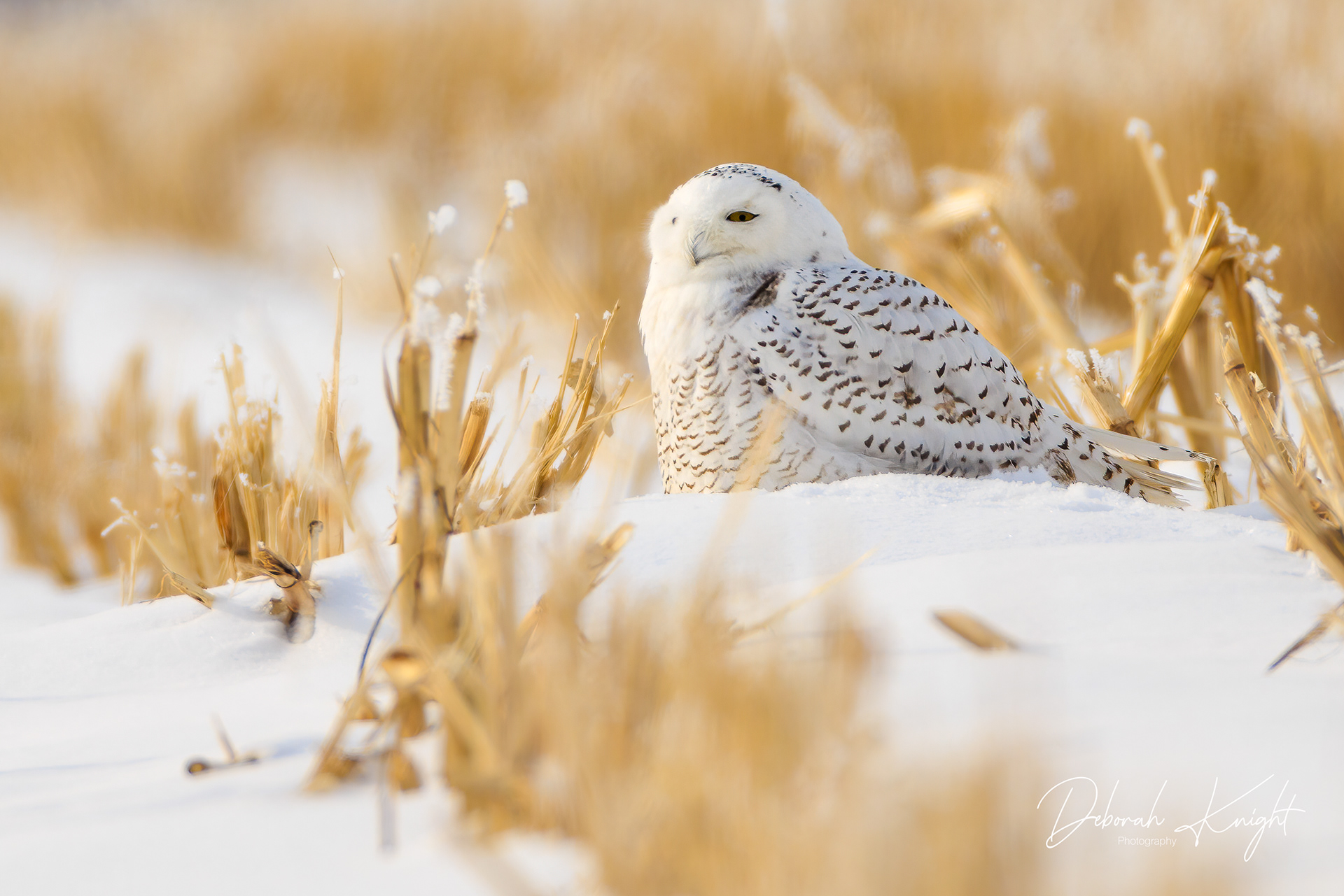 Snowy Owl