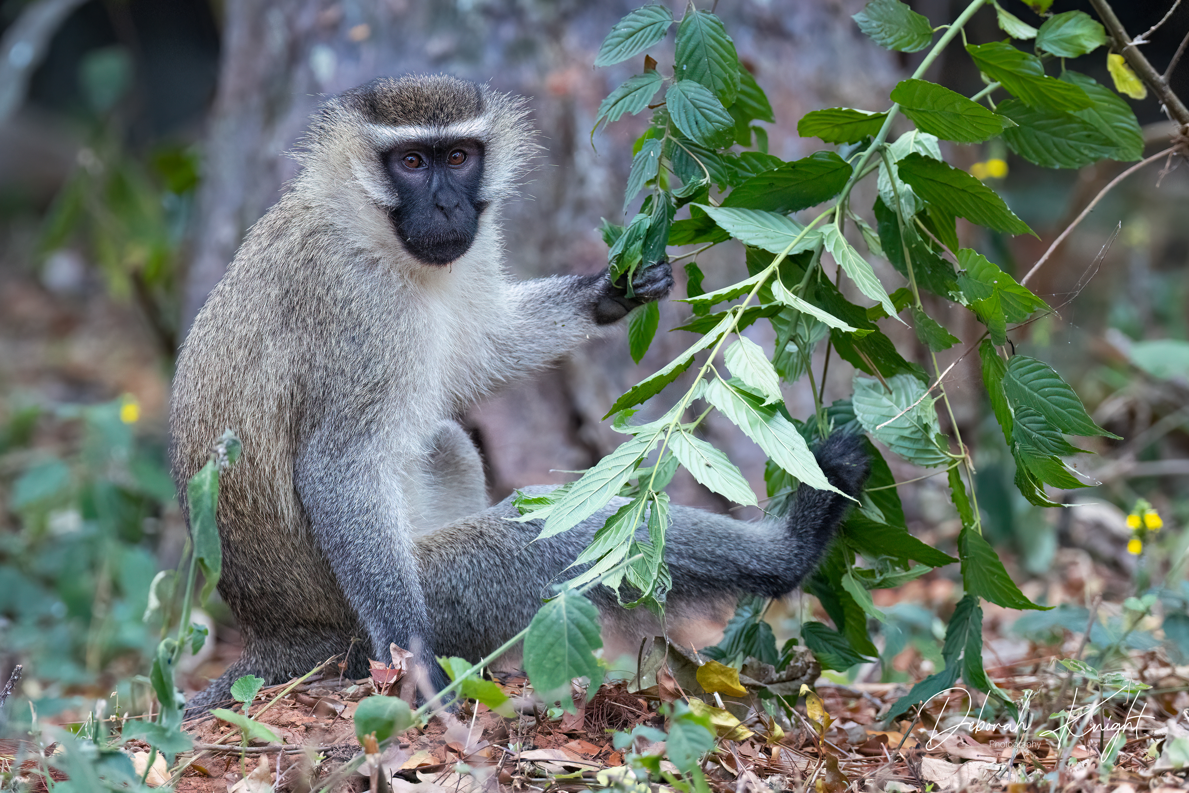 Vervet Monkey