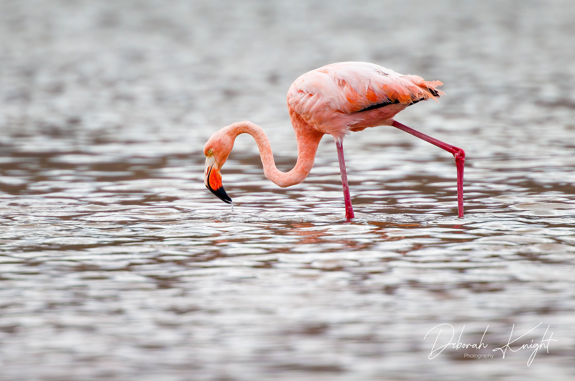 American Flamingo