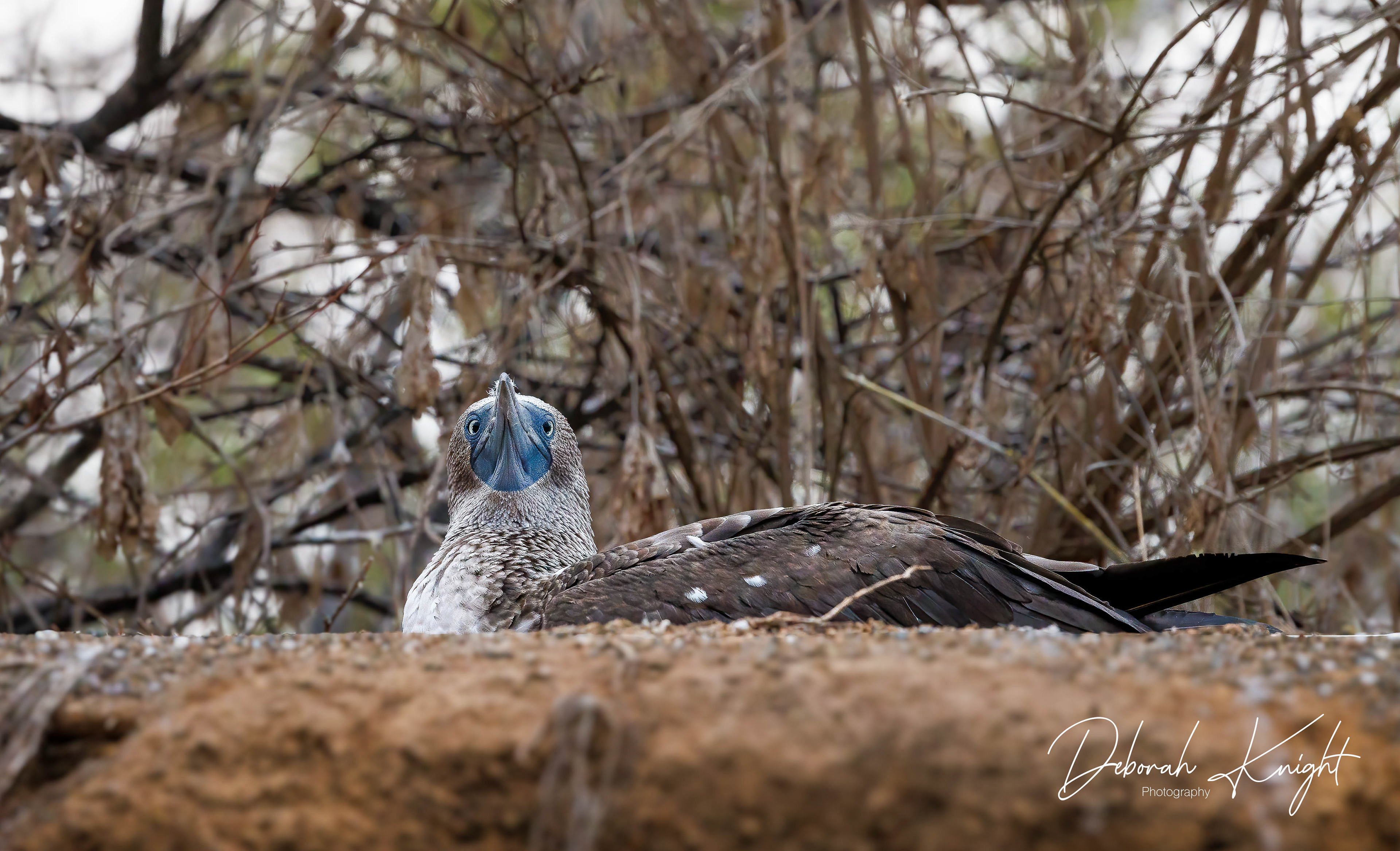 Blue-Footed Booby