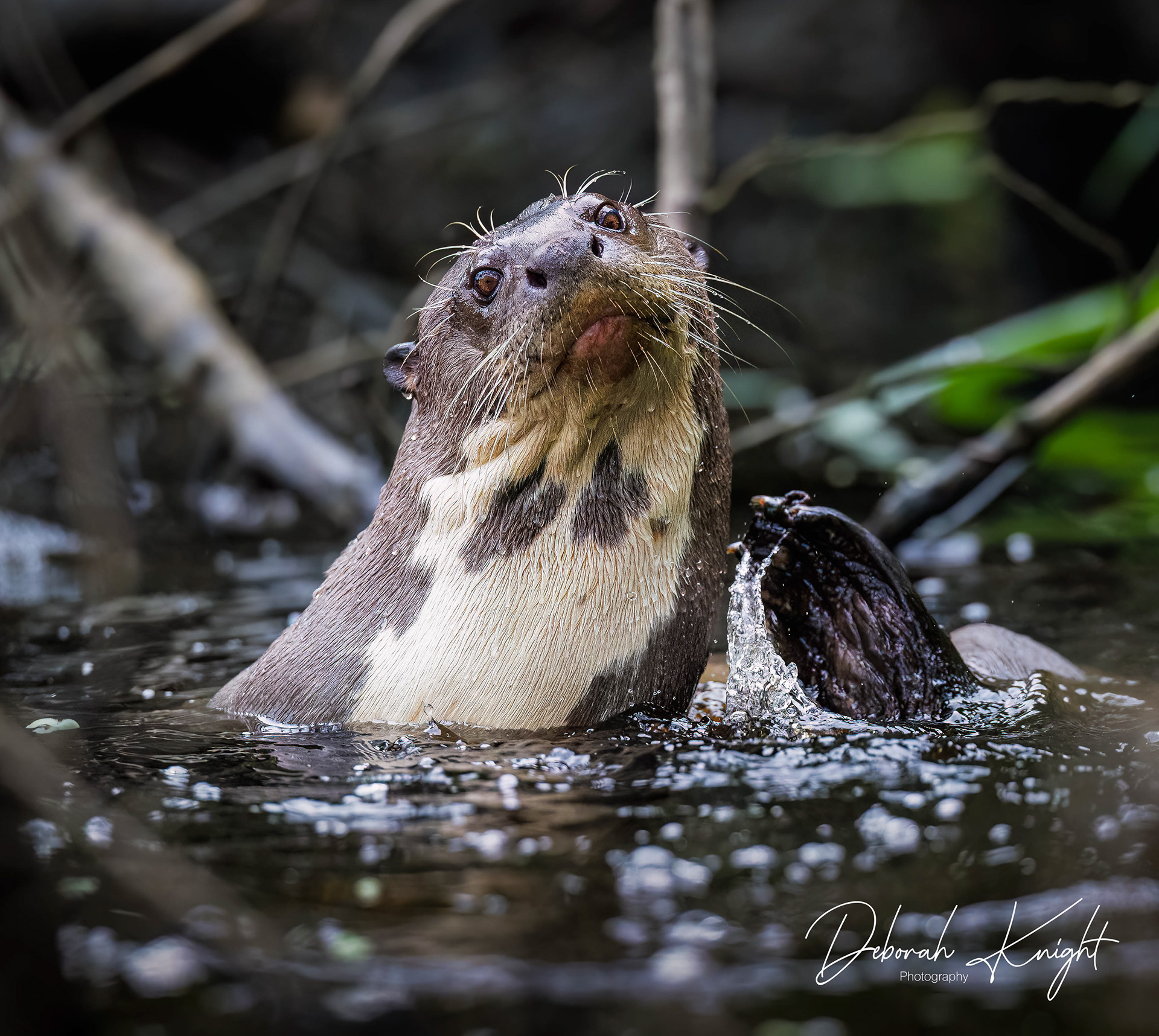 Giant River Otter