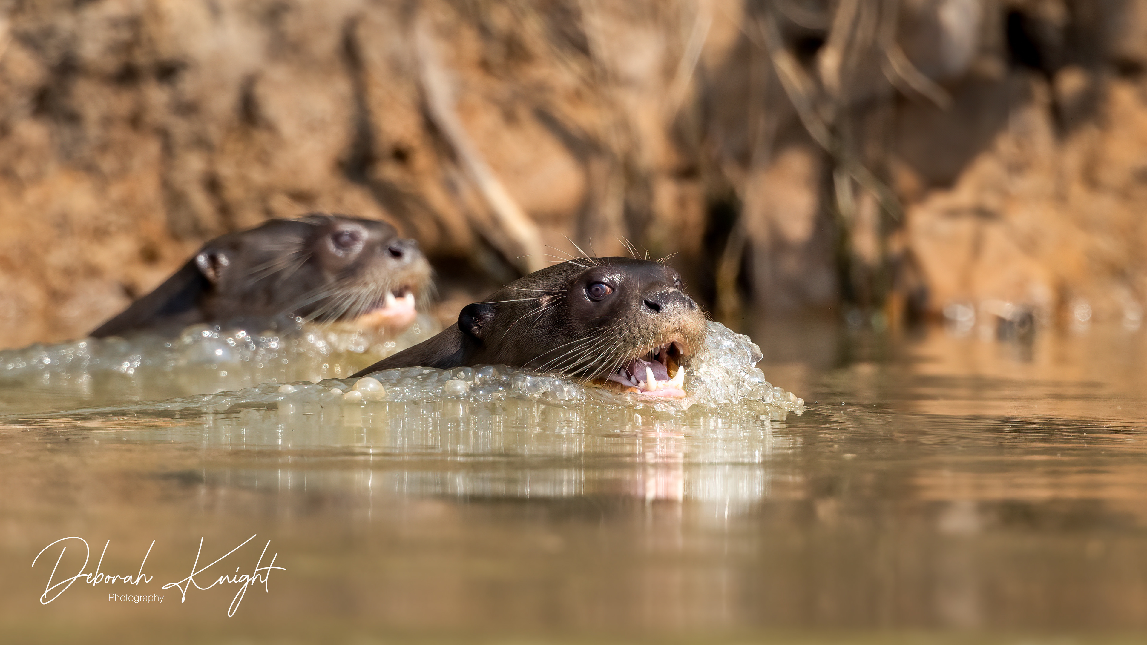 Giant River Otter