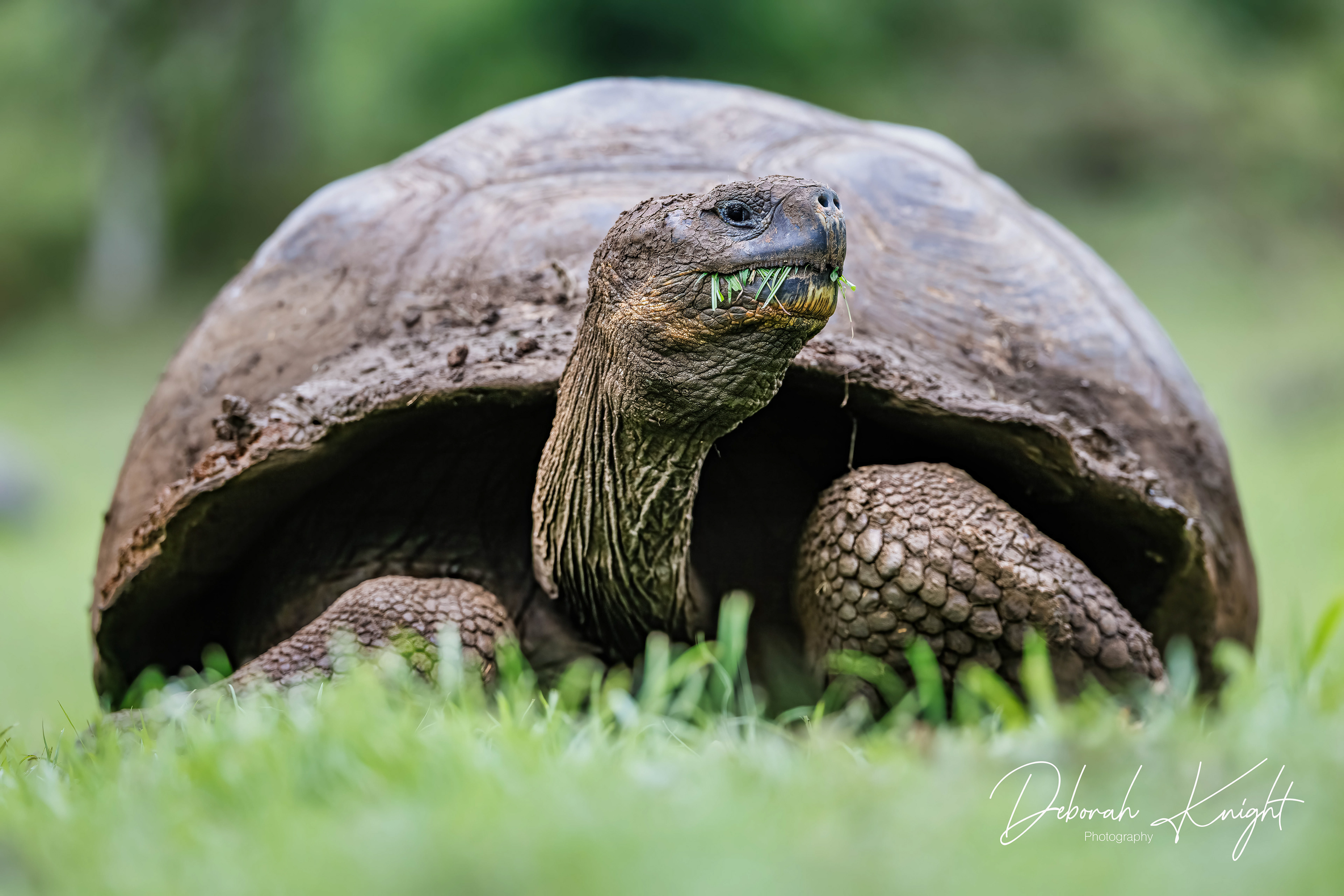 Giant Tortoise