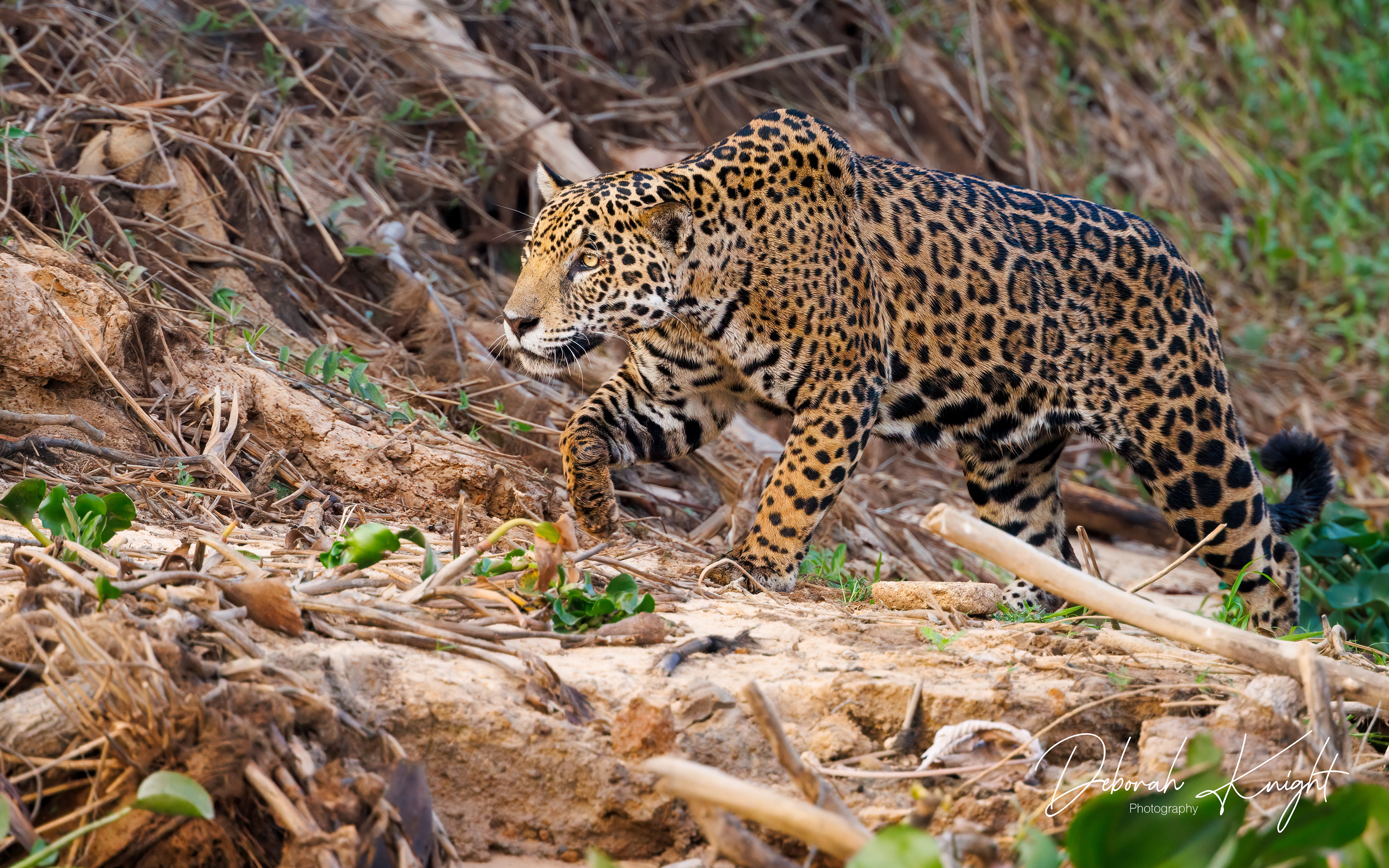 Jaguar