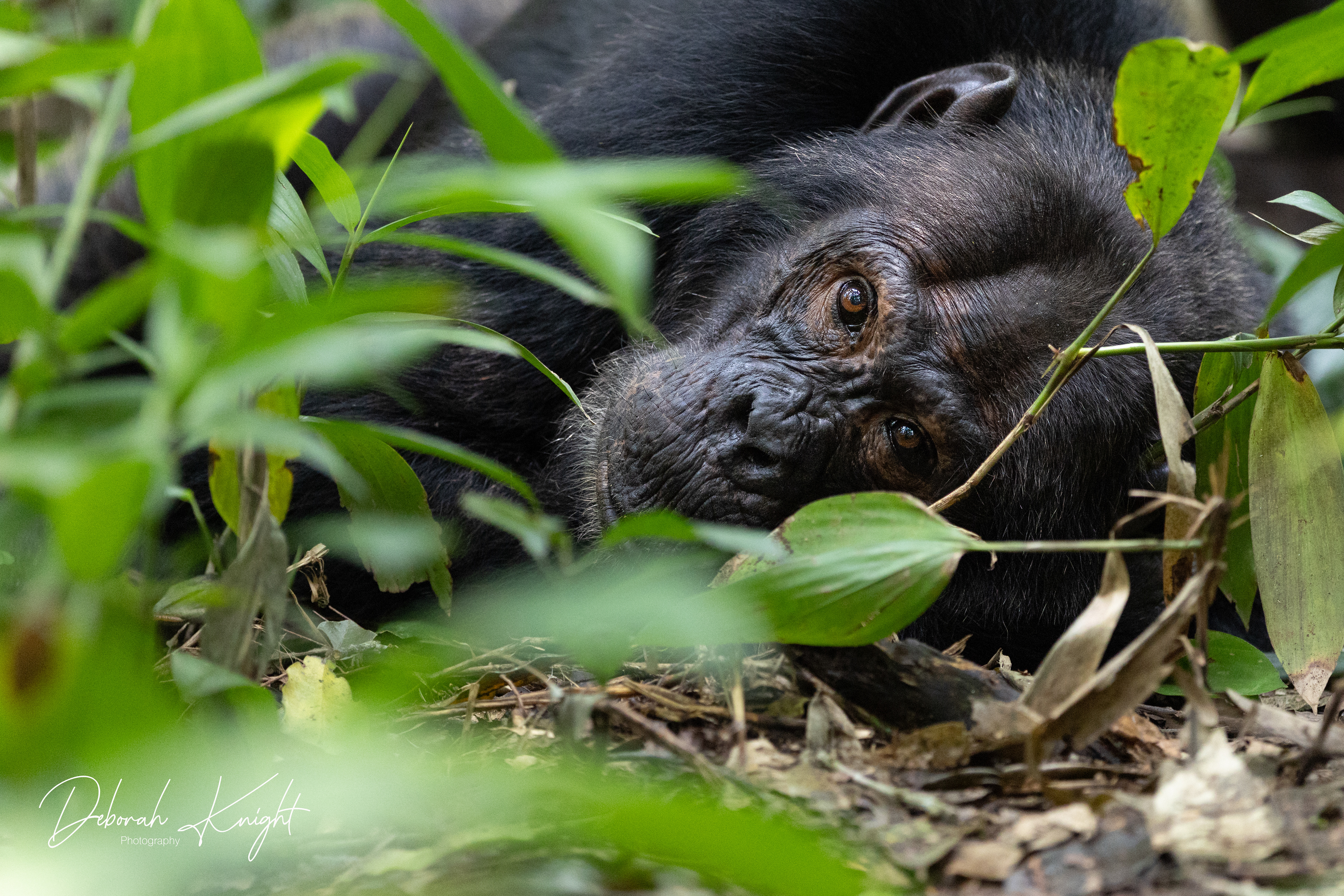 Chimpanzee