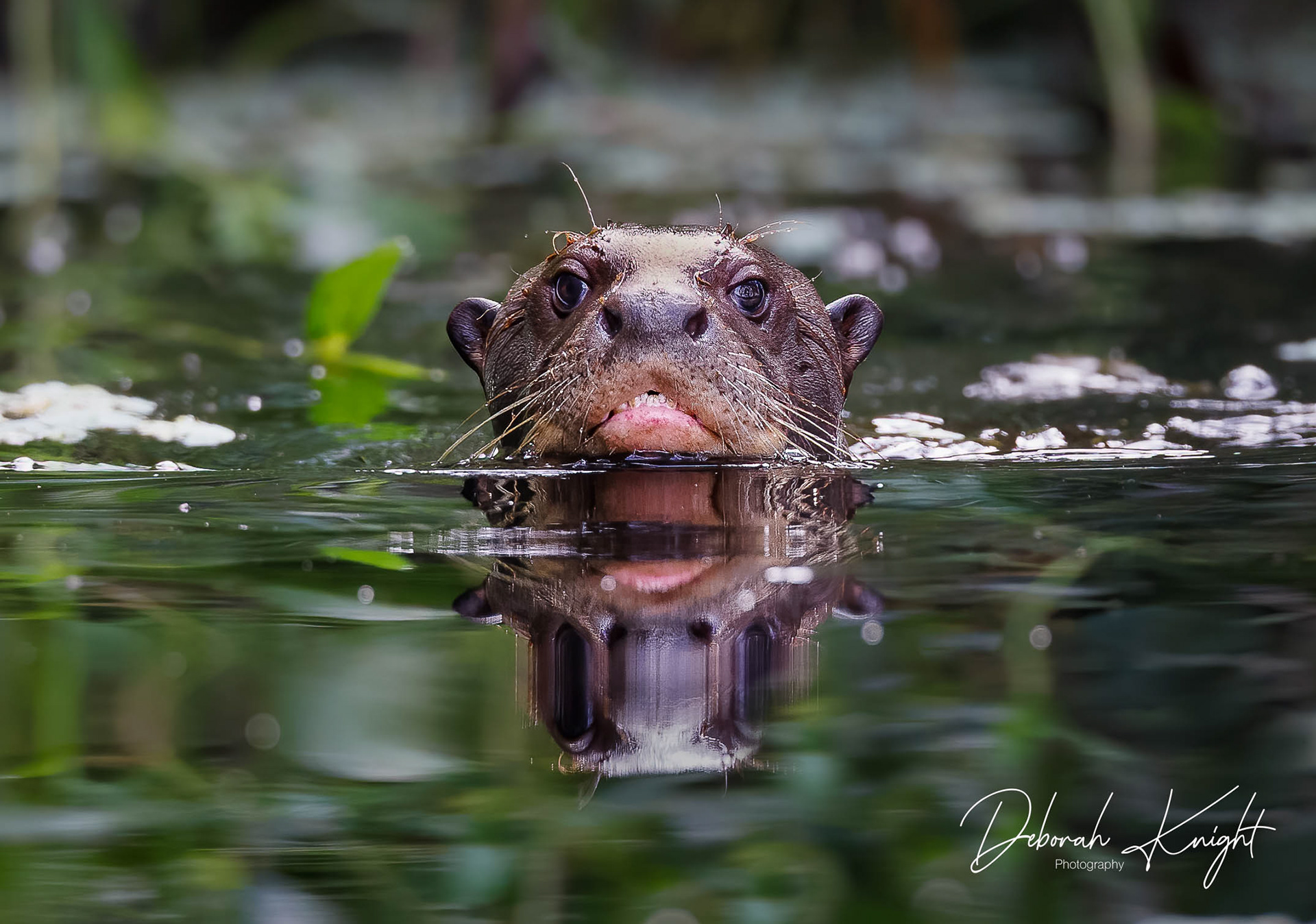 Giant River Otter
