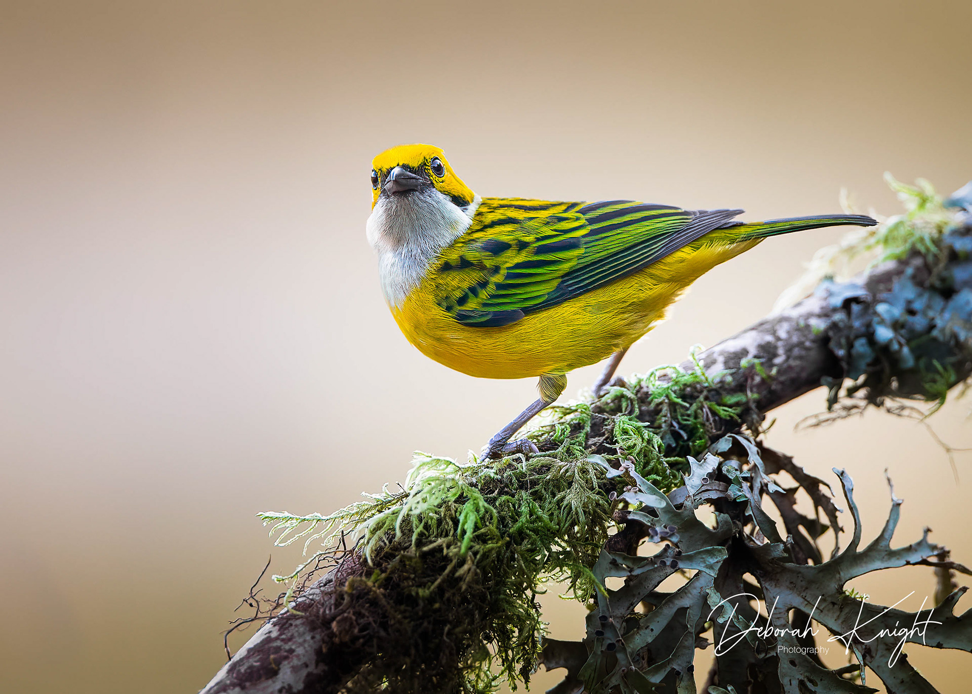 Silver-Throated Tanager