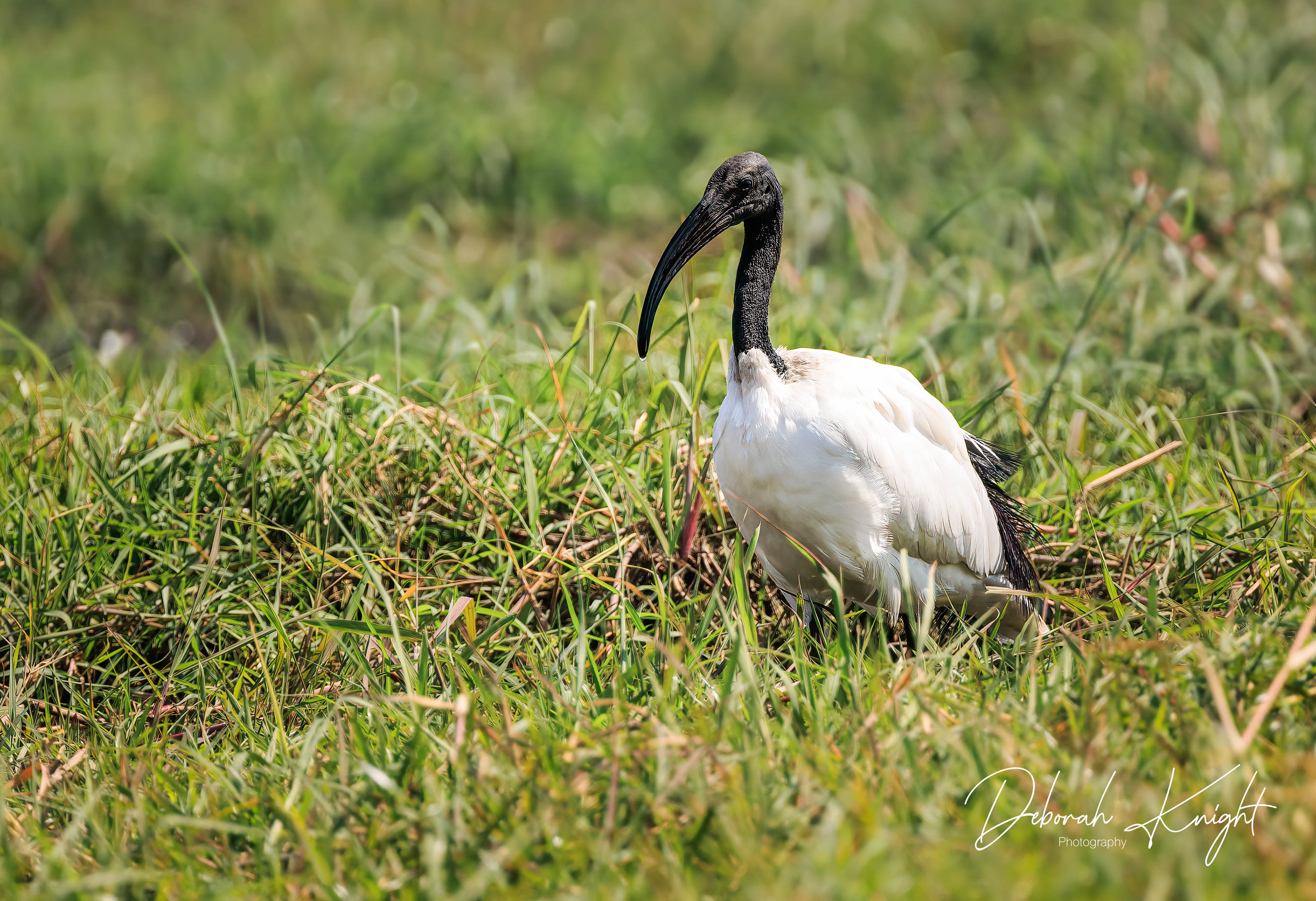African Sacred Ibis