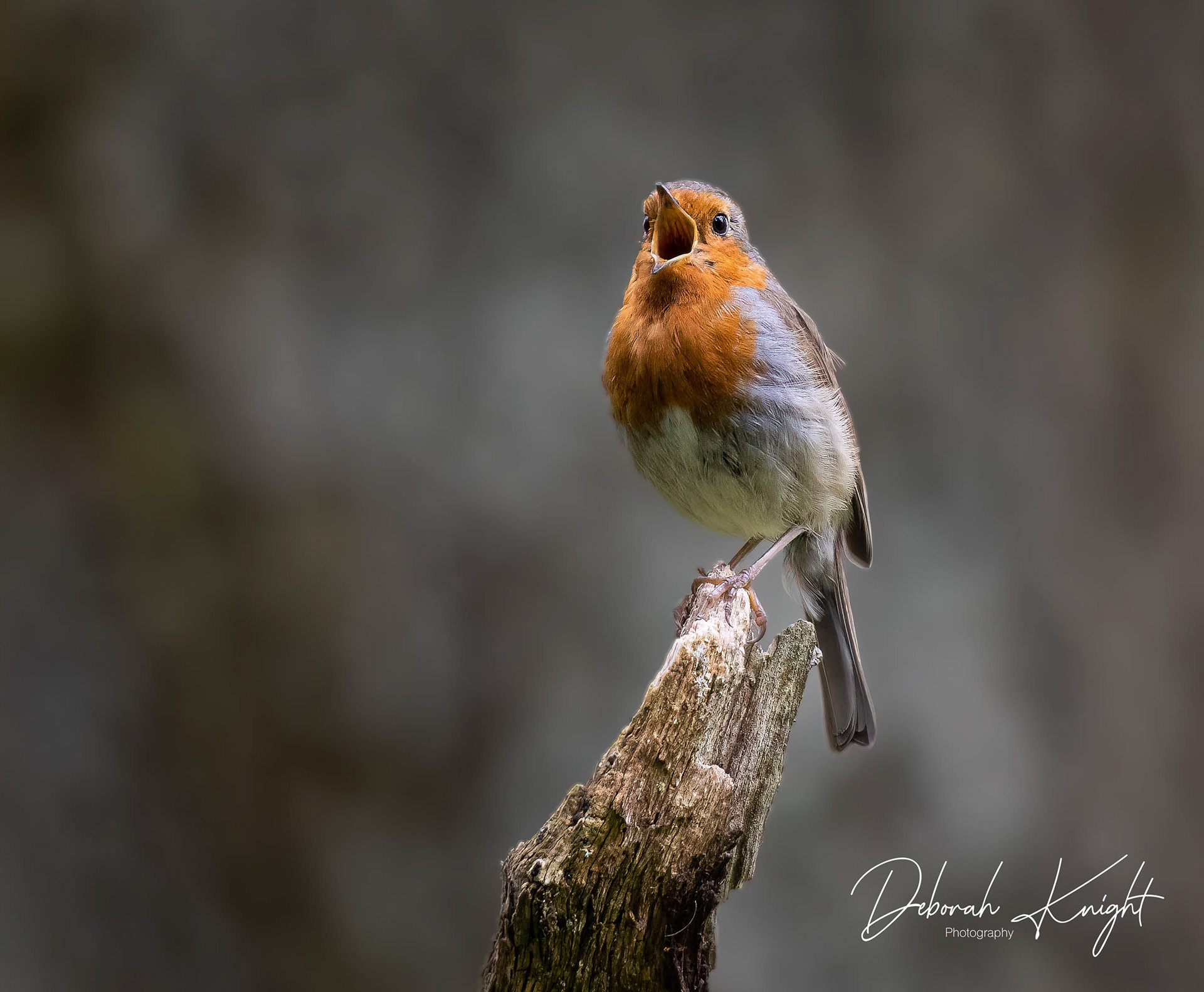 European robin