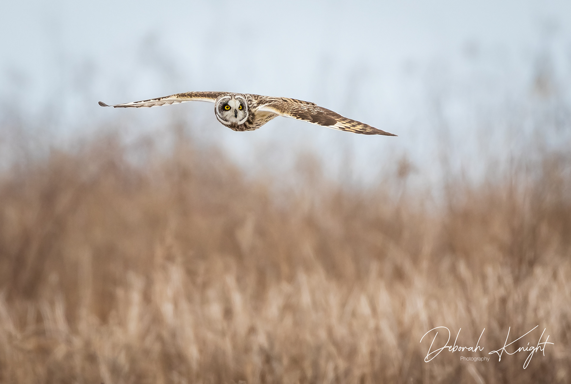 Short-Eared Owl