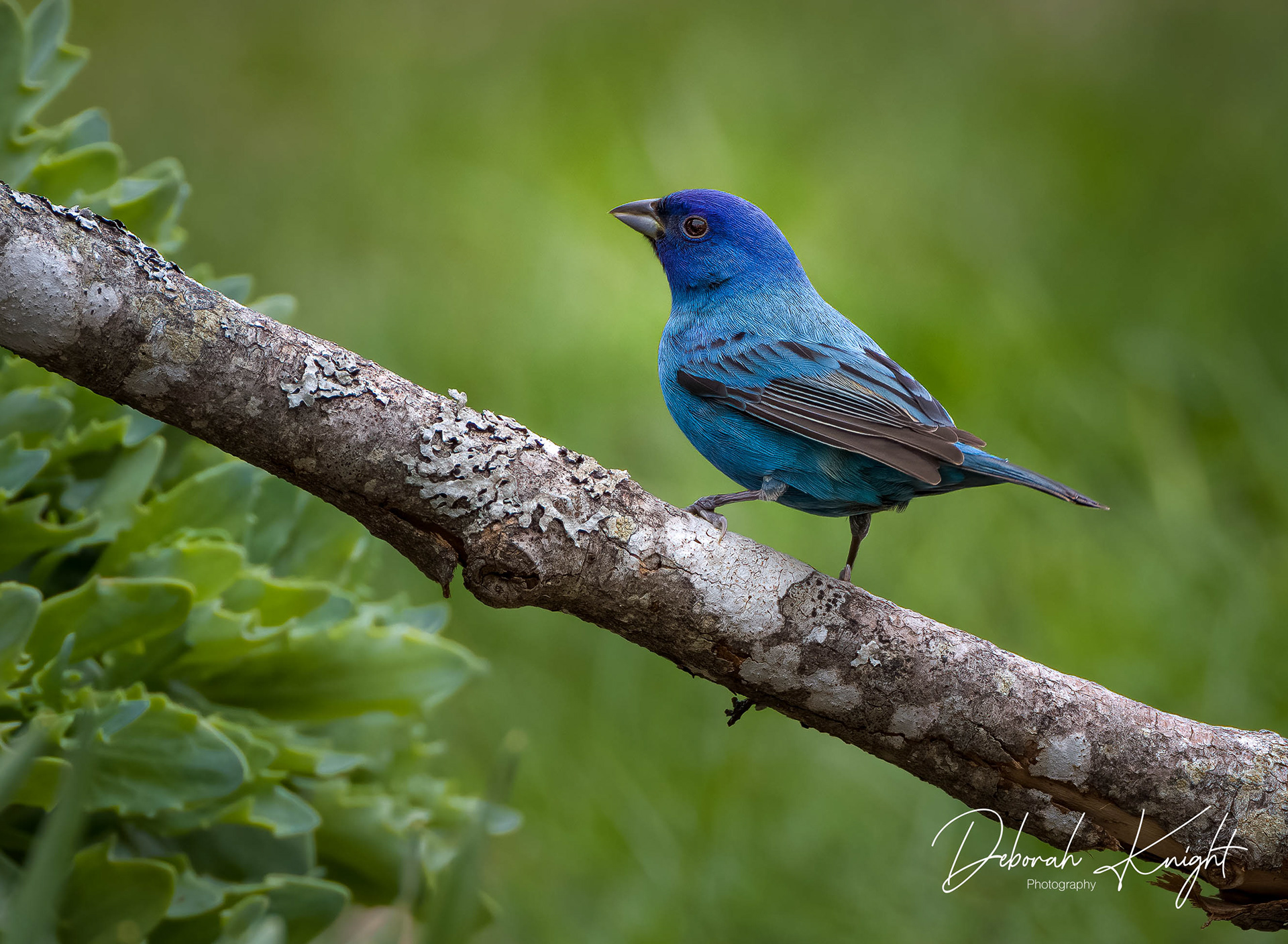 Indigo Bunting