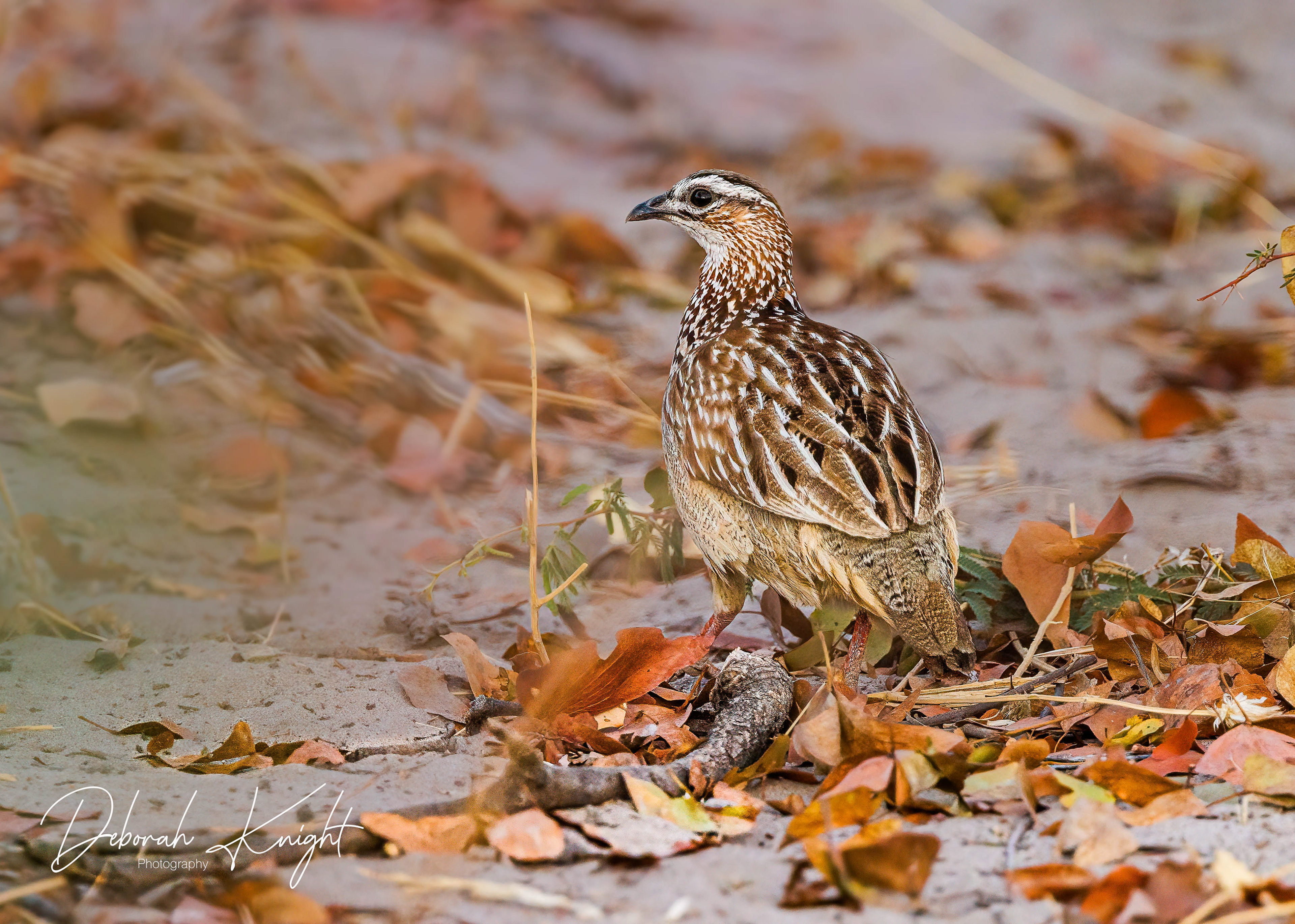 Crested Francolin