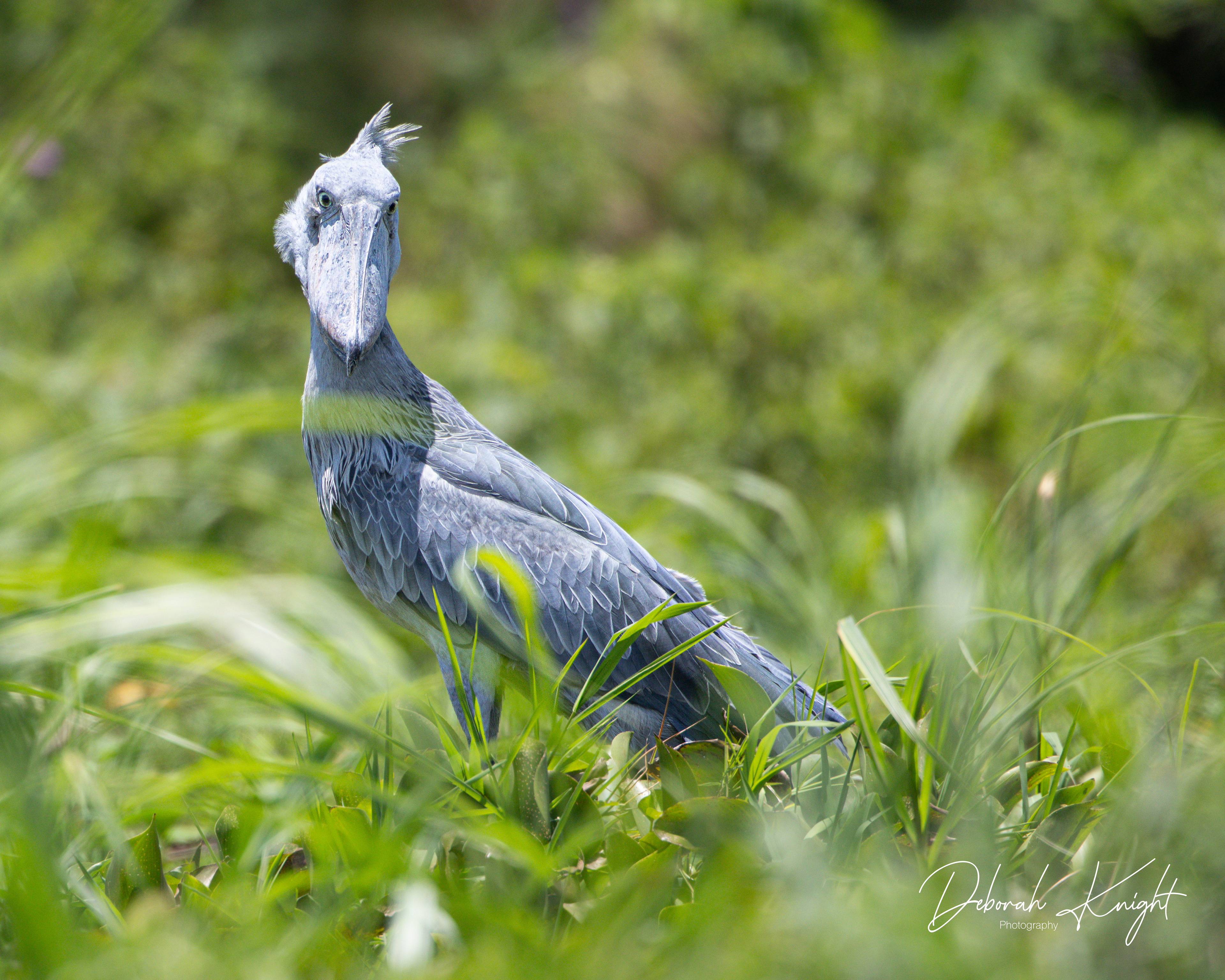 Shoebill