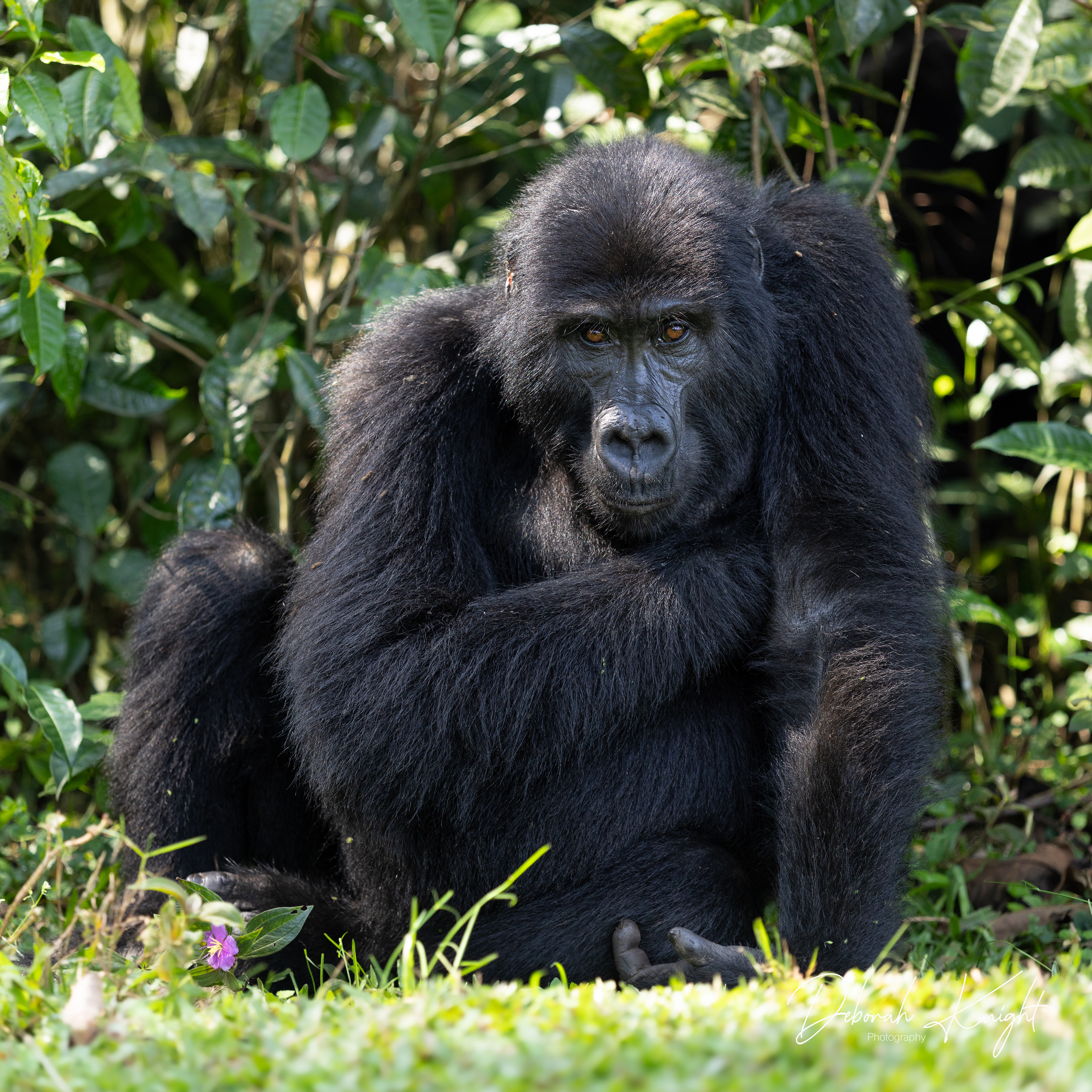 Mountain Gorilla