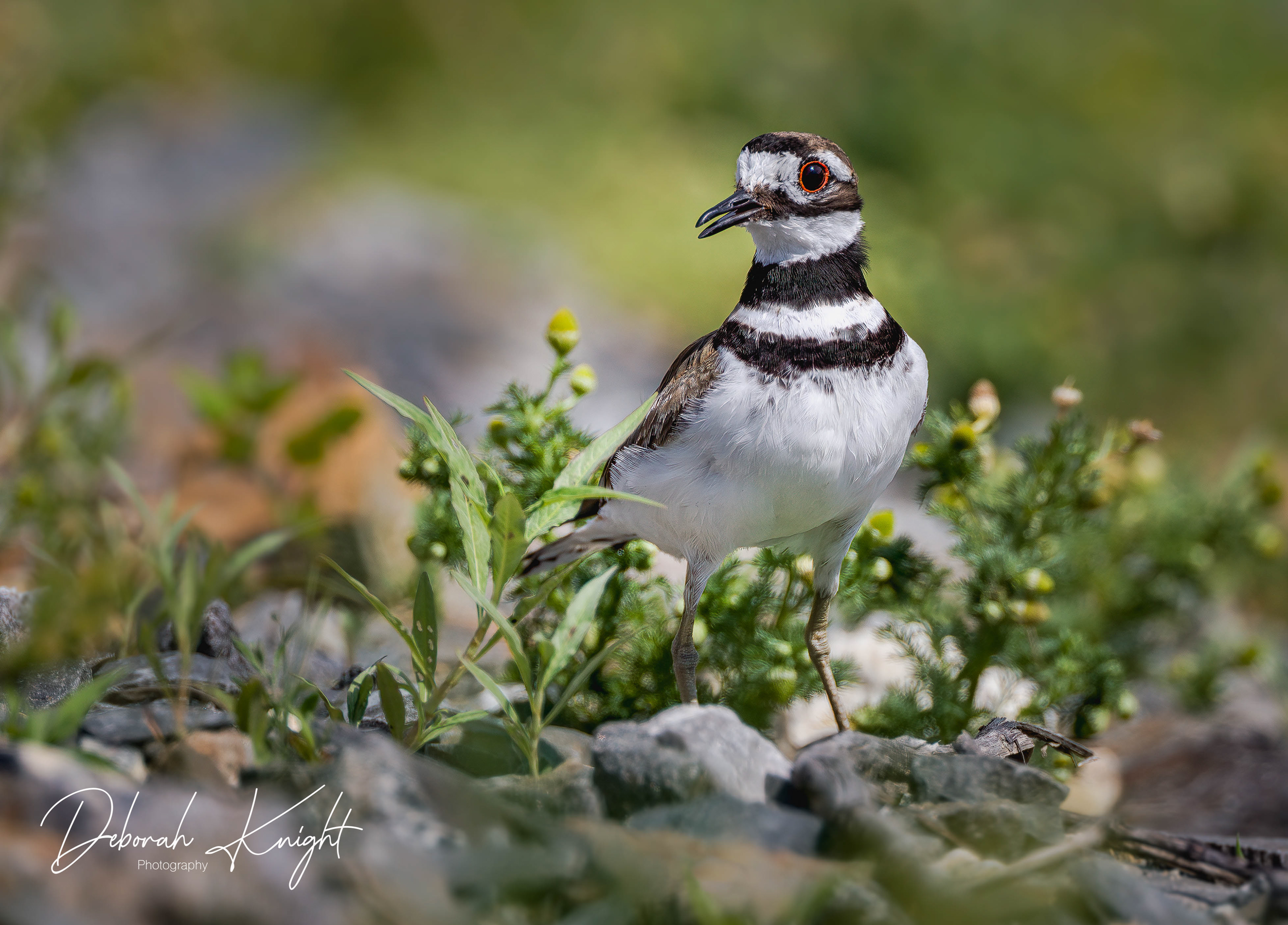 Killdeer