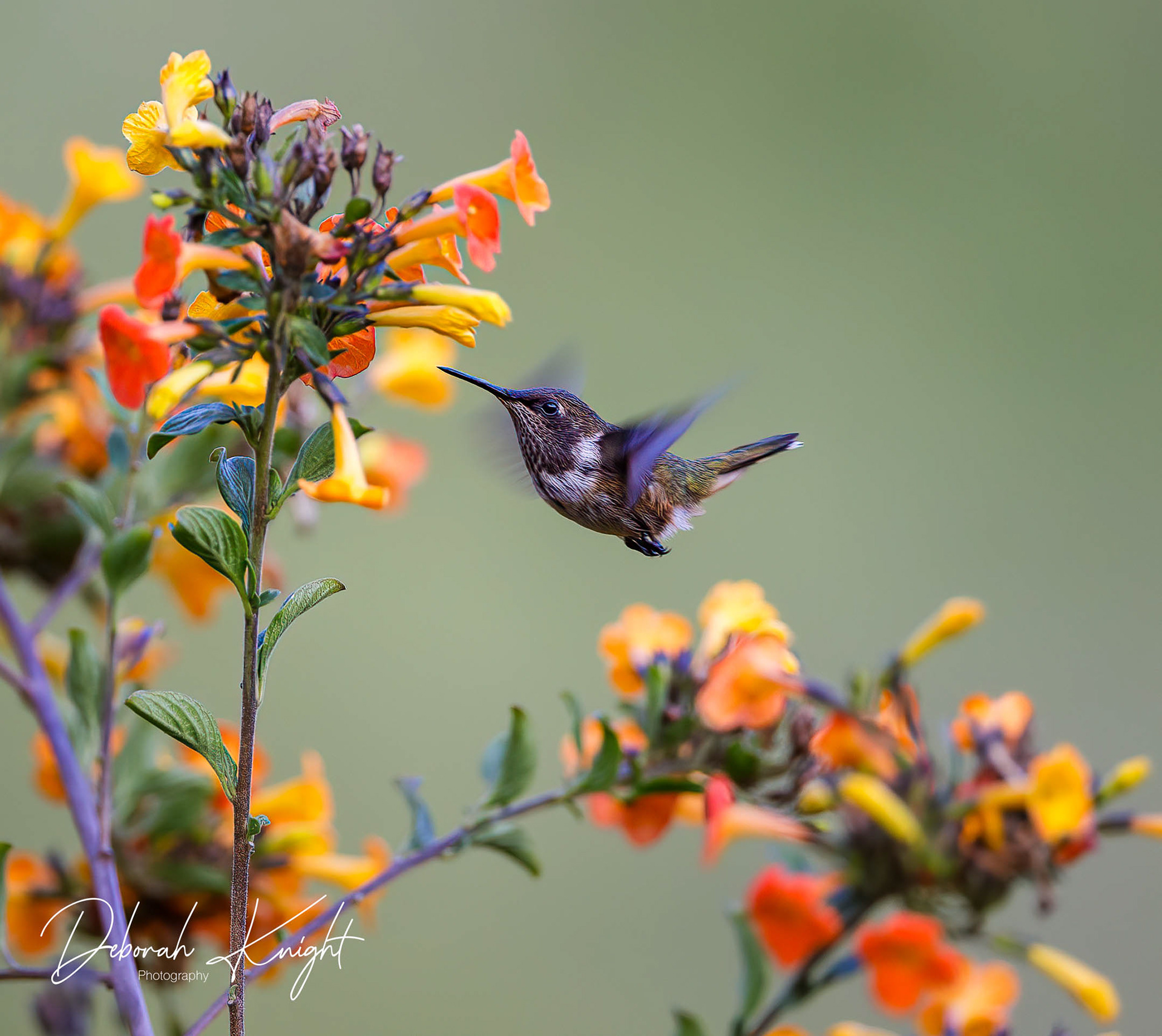 Volcano Hummingbird