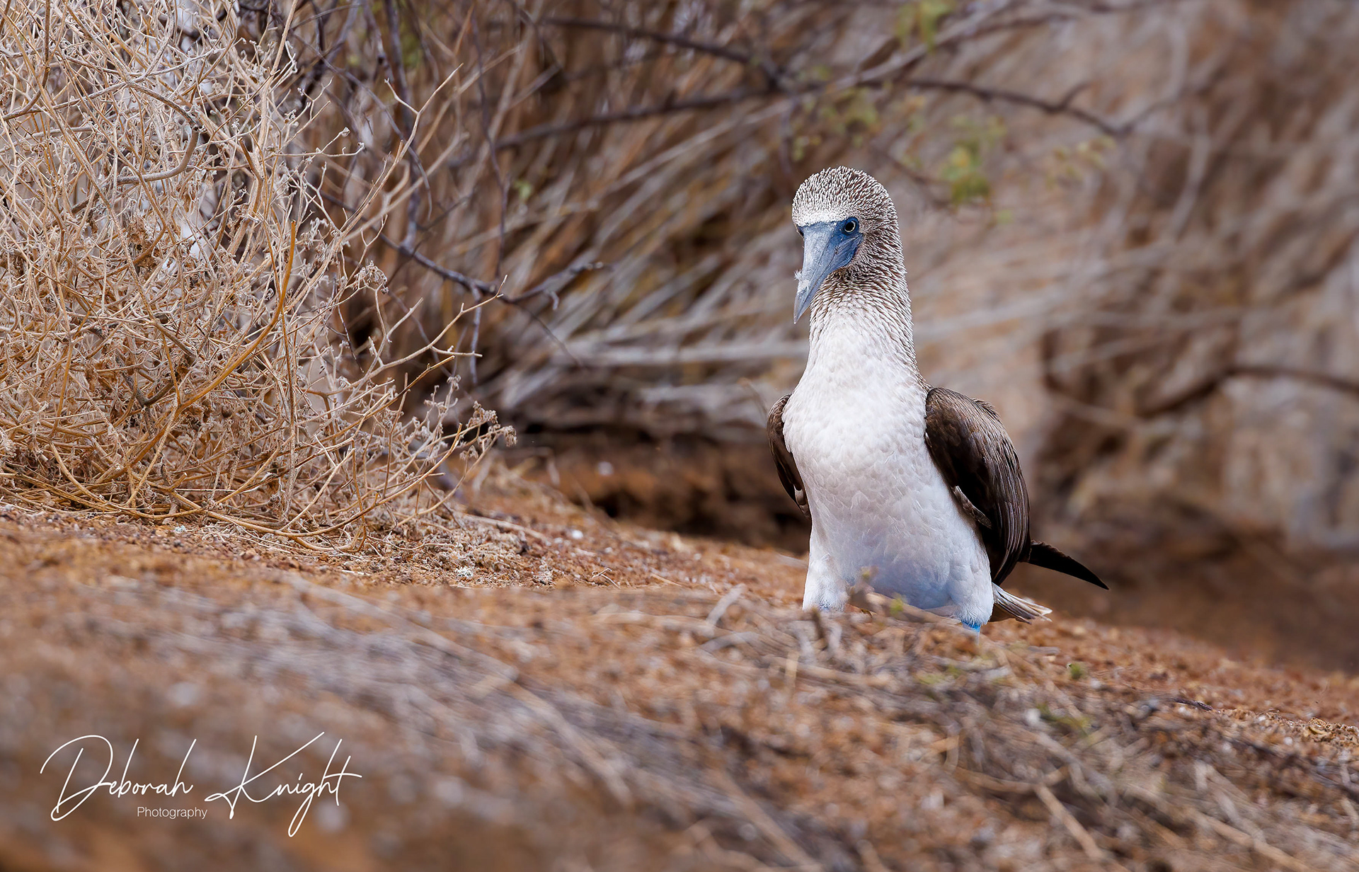 Blue-Footed Booby