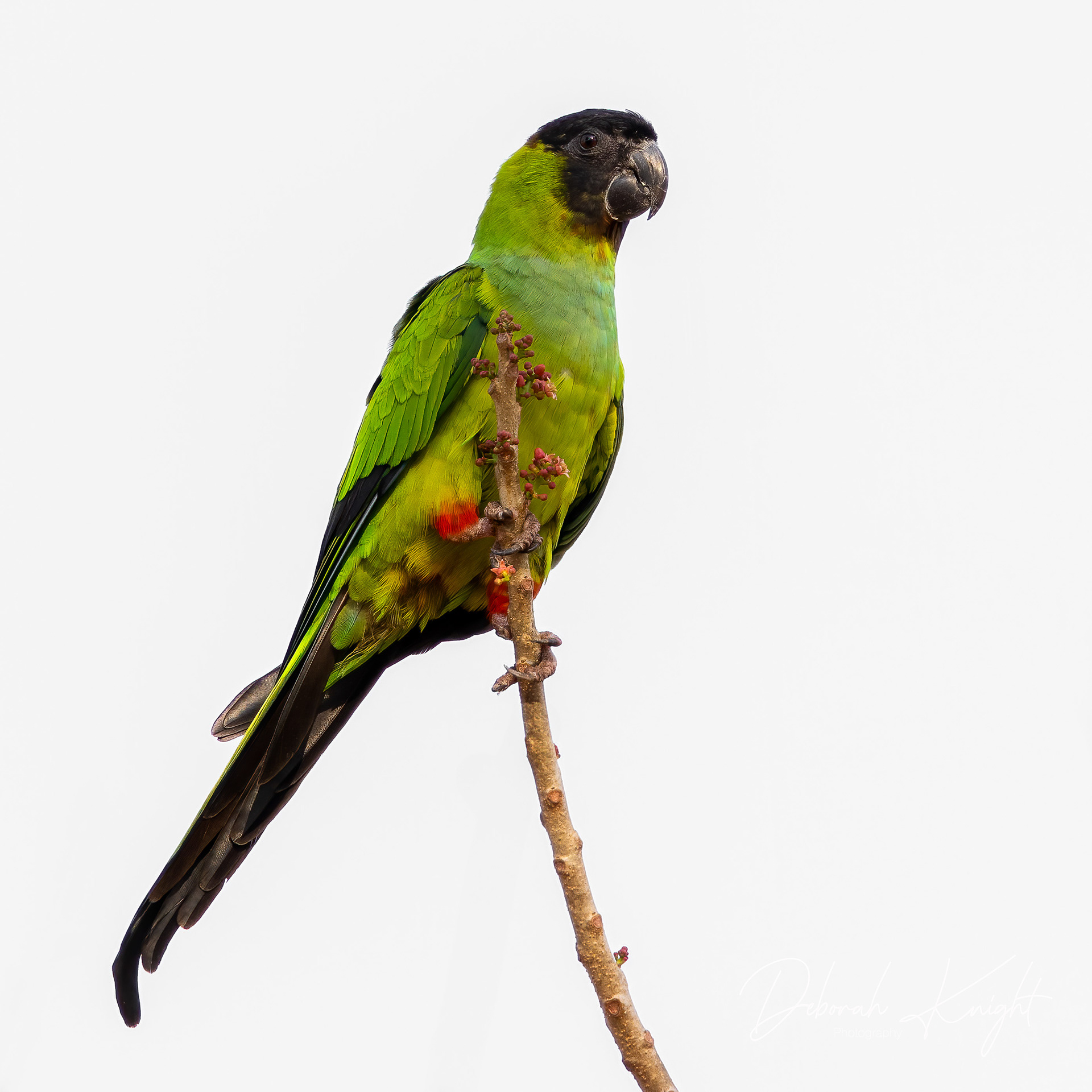 Nanday Parakeet
