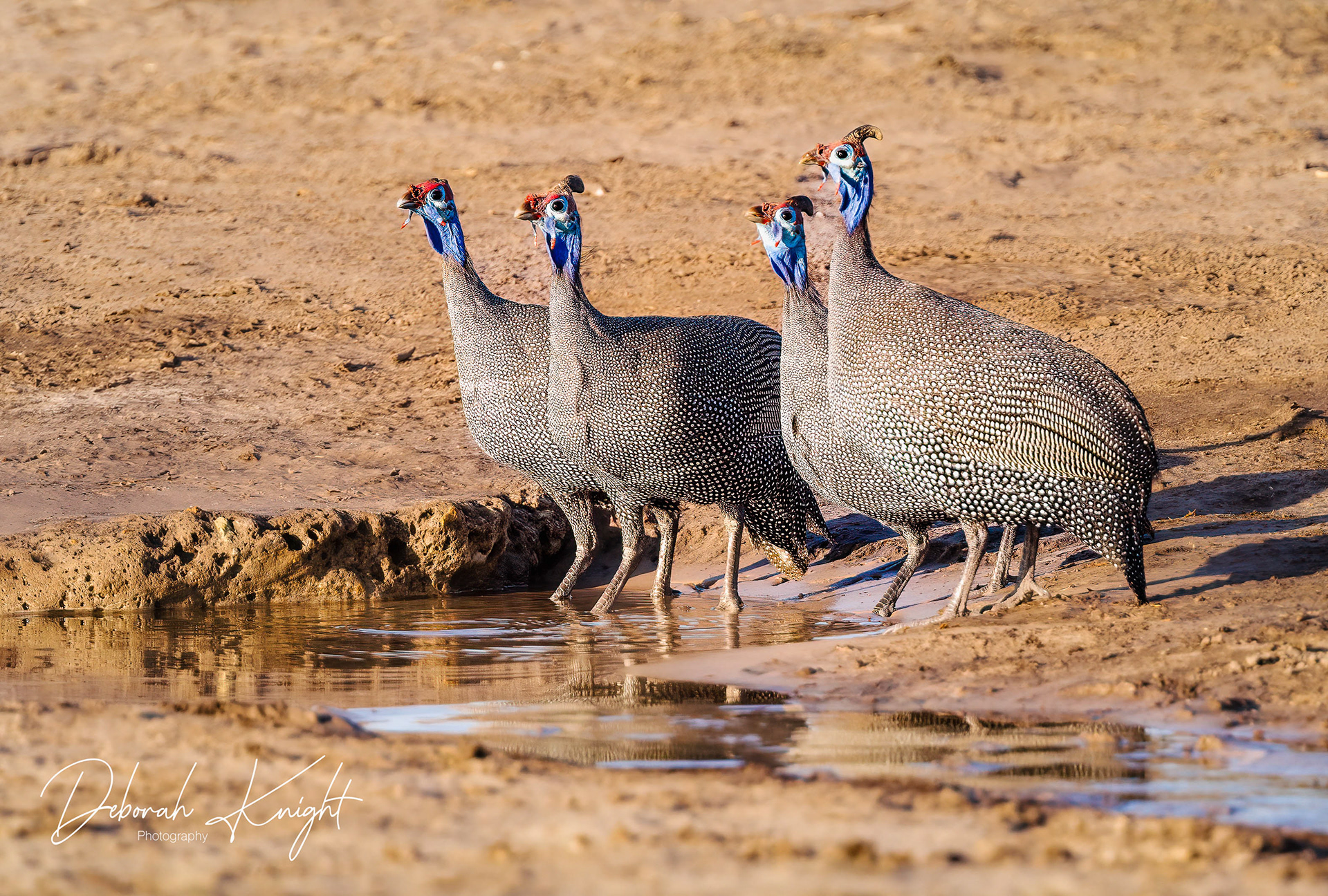 Helmeted Guineafowl