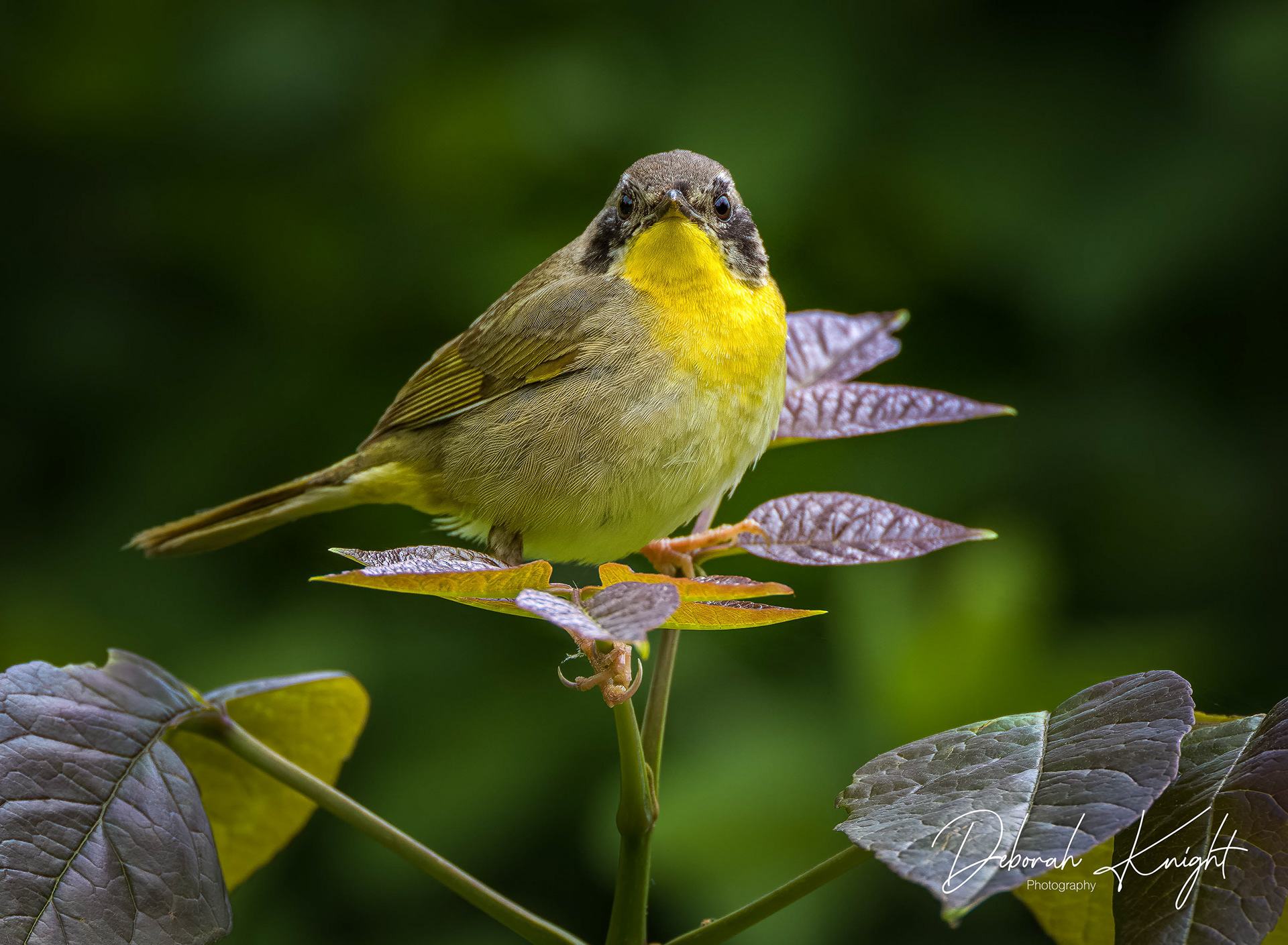 Common Yellowthroat